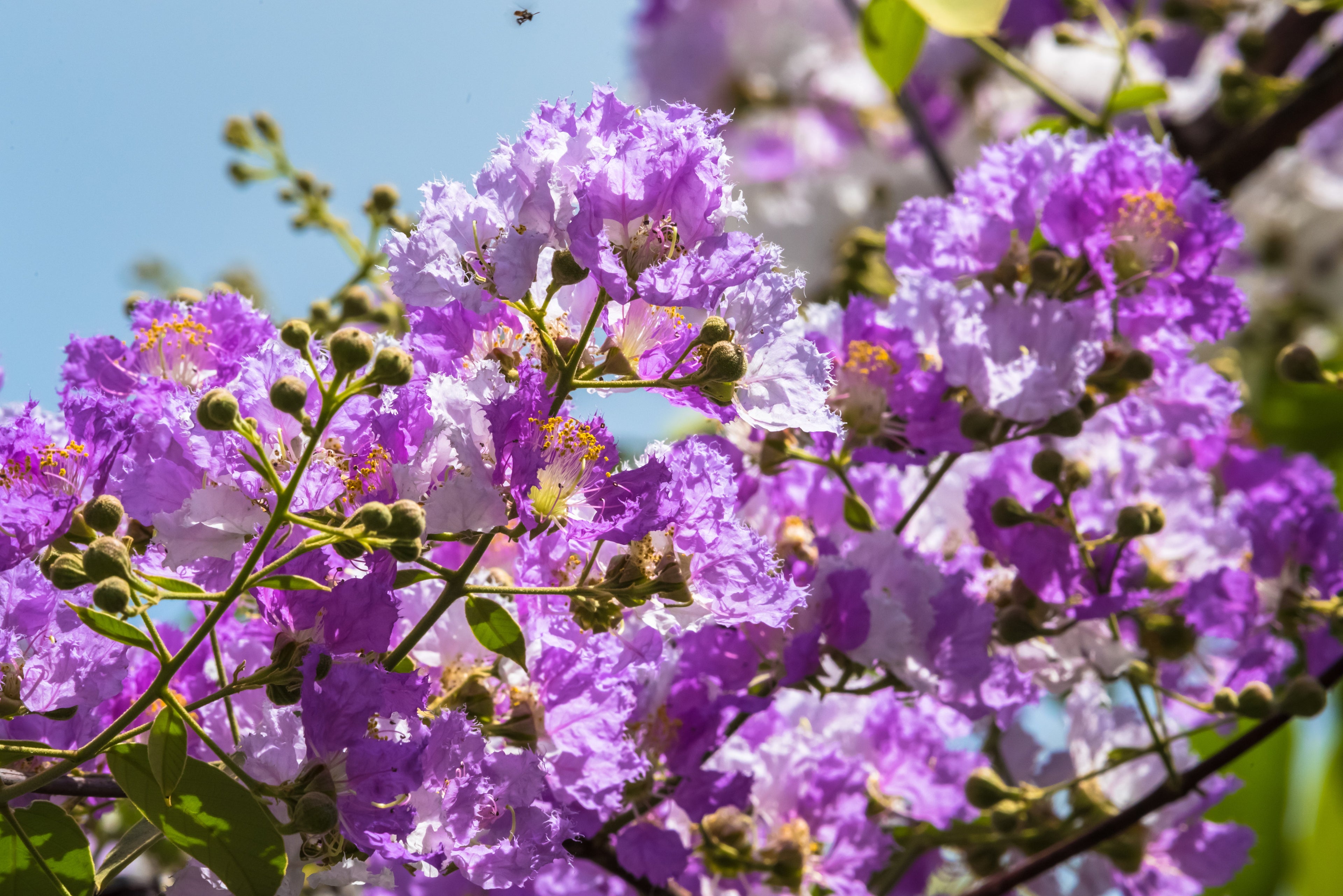 50 MIXED CREPE MYRTLE Lagerstroemia Indica Tree Shrub Crape  6 Color Mix - Red, Purple, Light Pink, Dark Pink, White, & Lilac Flower Seeds