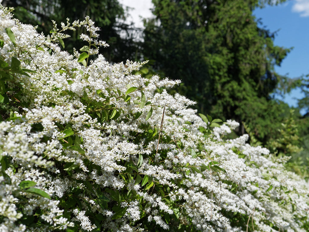 35 EUROPEAN PRIVET HEDGE Common Wild Ligustrum Vulgare Flower Shrub Seeds