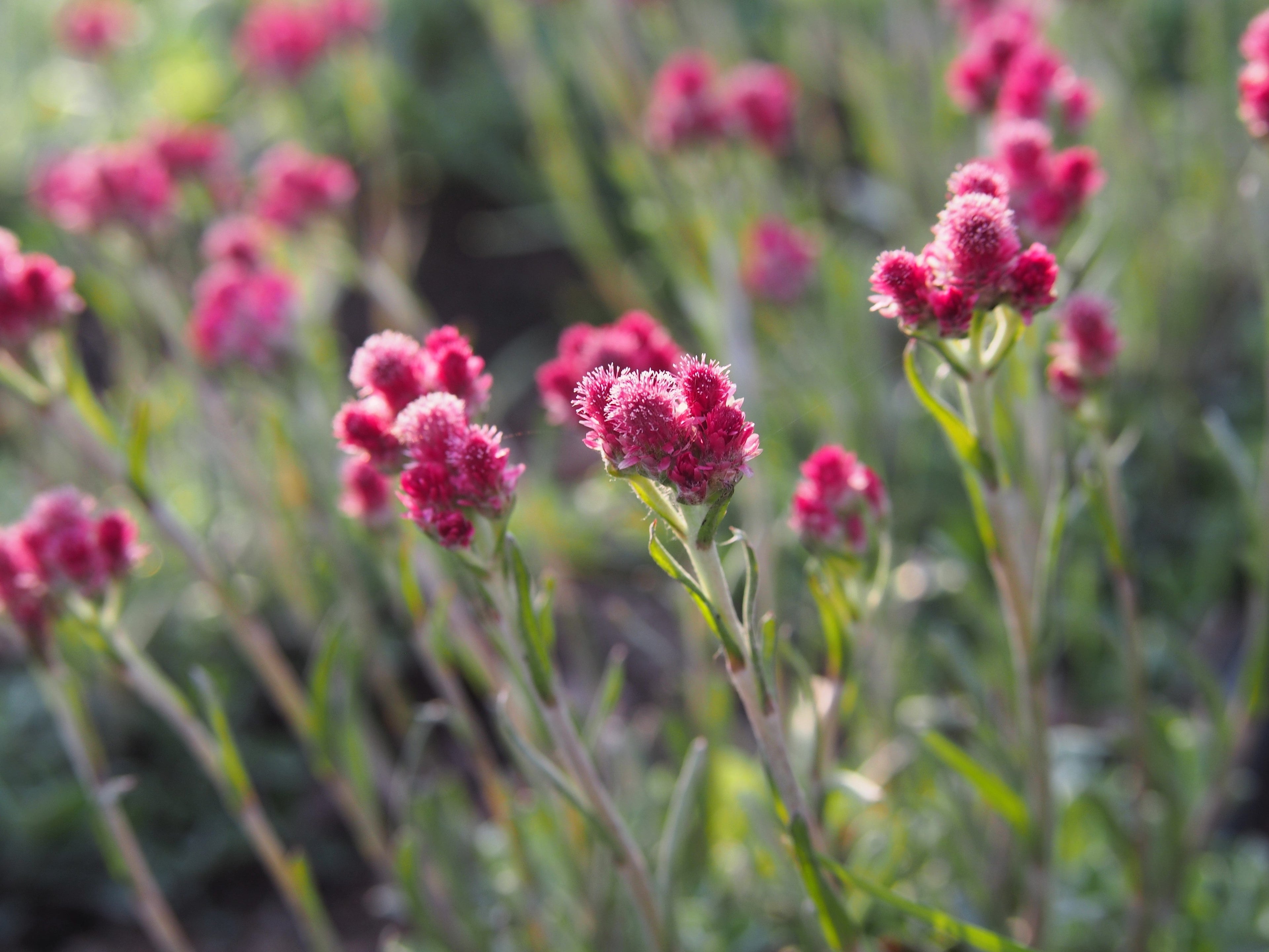 20 RED PUSSYTOES Antennaria Dioica Rubra Everlasting Flower Seeds