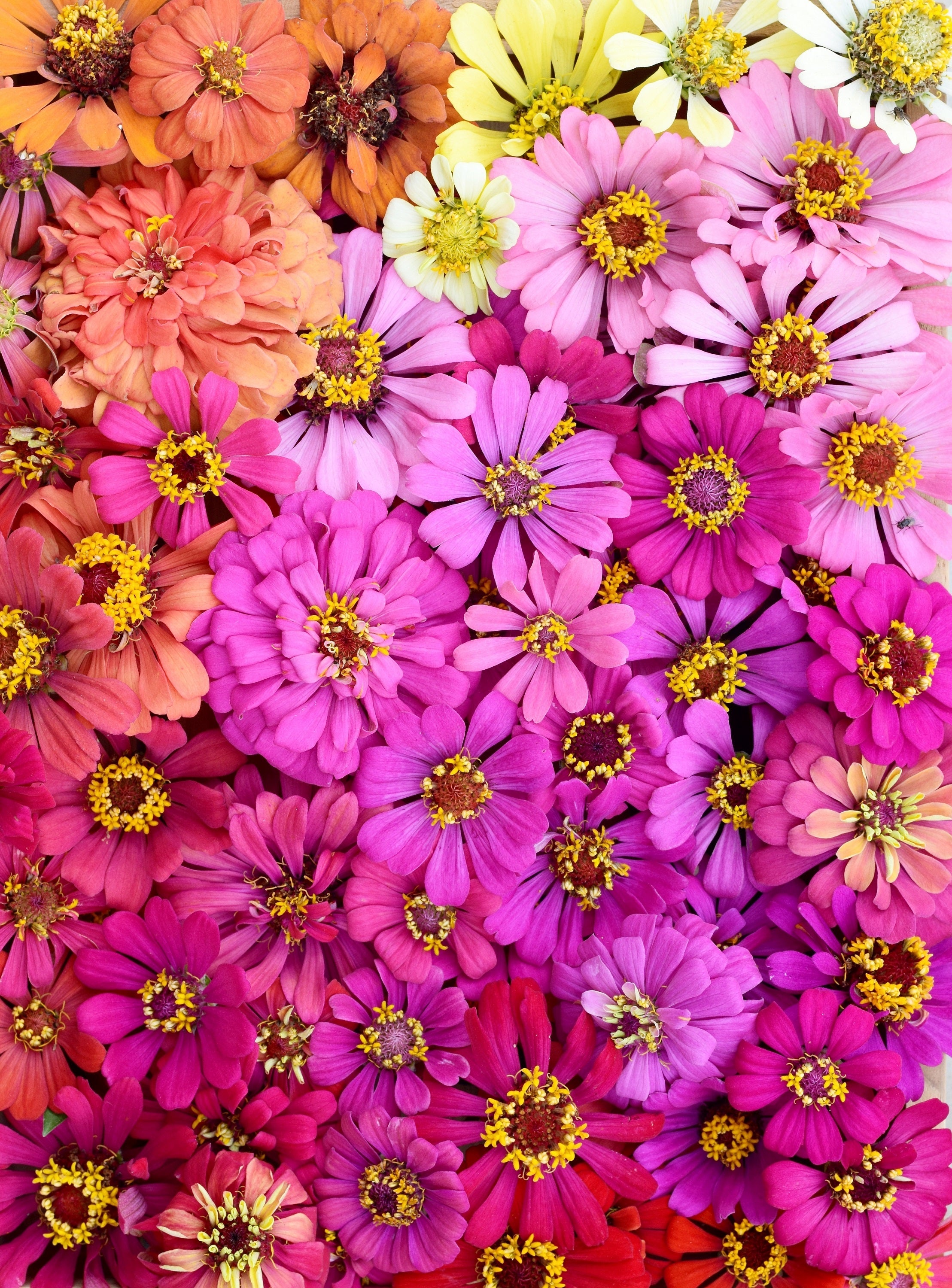 250 ZIN MASTER ZINNIA Mix Elegans Mixed Colors Flower Seeds
