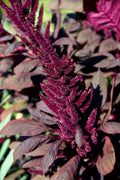 250 BURGUNDY AMARANTHUS Hypochondriacus Amaranth Grain Vegetable Flower Seeds