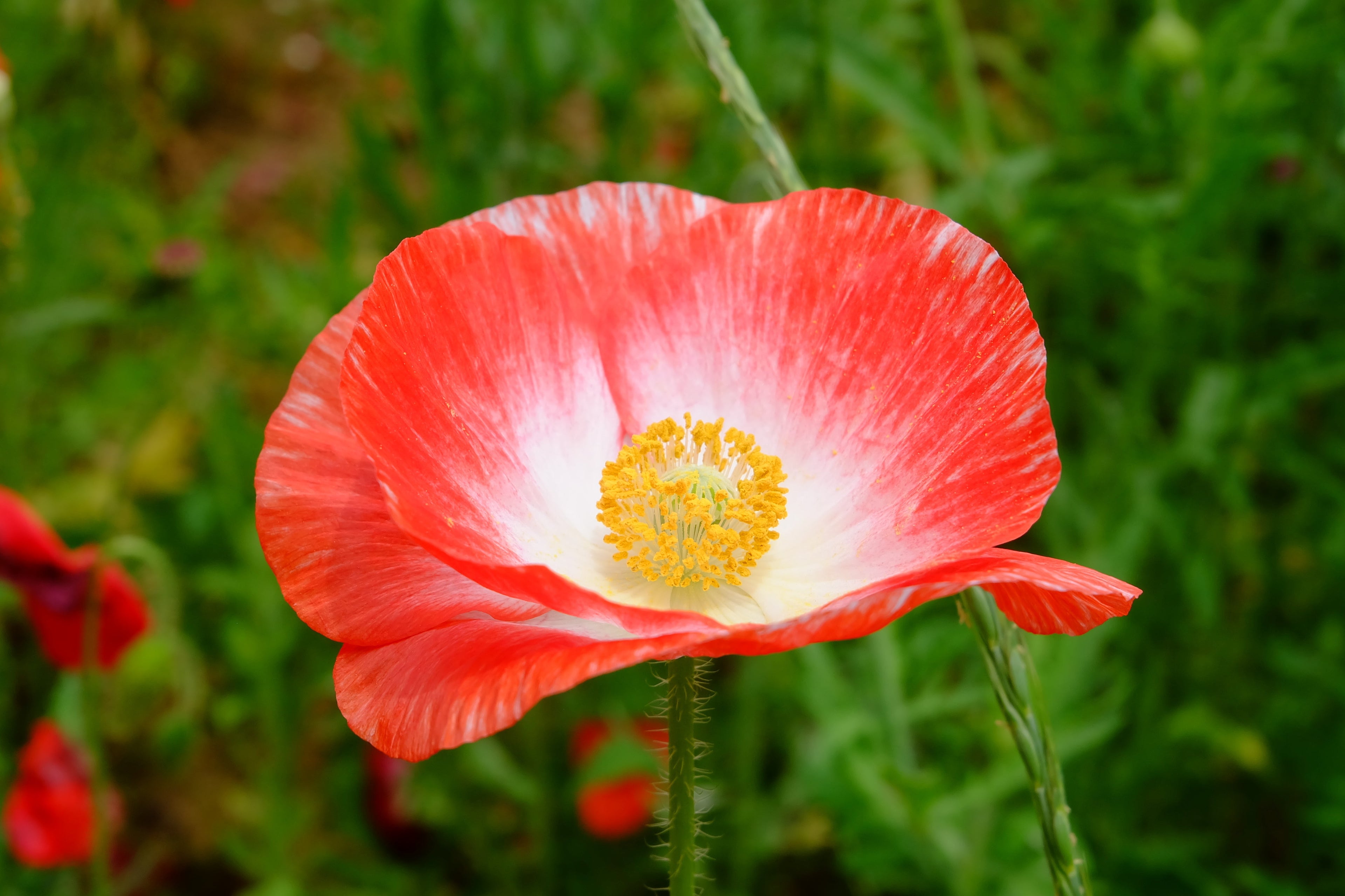 2000 MIXED Colors SHIRLEY POPPY ( aka Corn / Field / Flanders ) Papaver Rhoeas Flower Seeds