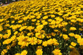 250 YELLOW DAISY Chrysanthemum Multicaule Mini Marguerite Flower Seeds