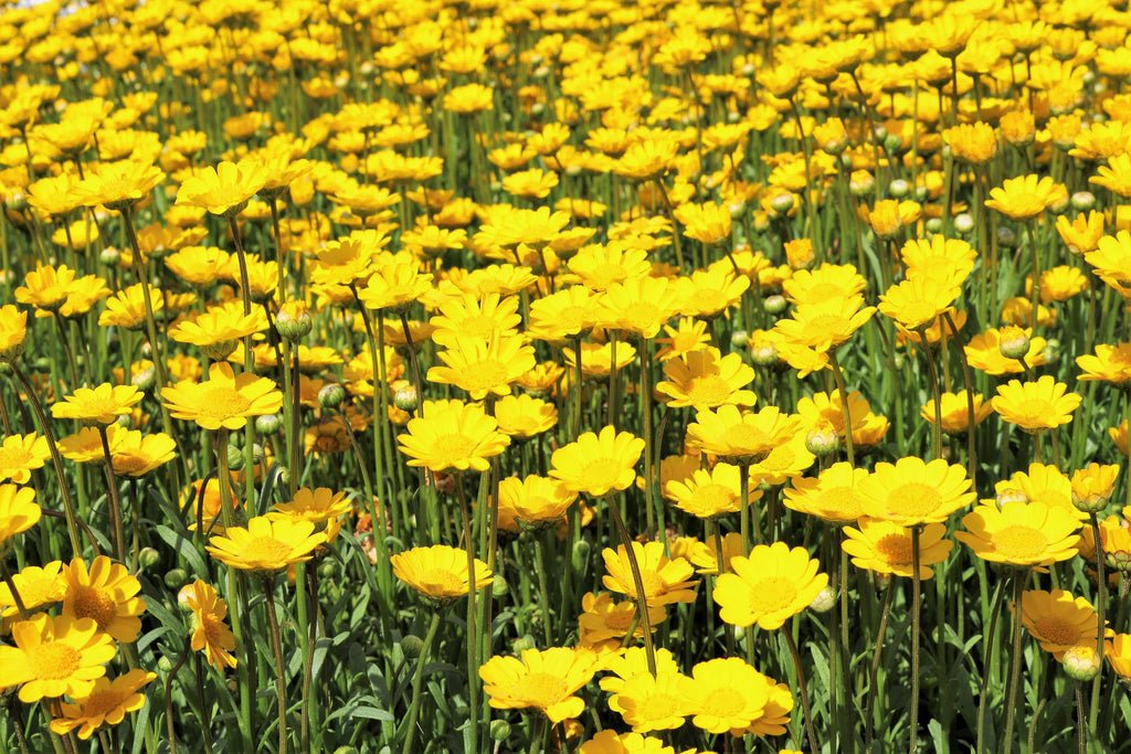 250 YELLOW DAISY Chrysanthemum Multicaule Mini Marguerite Flower Seeds