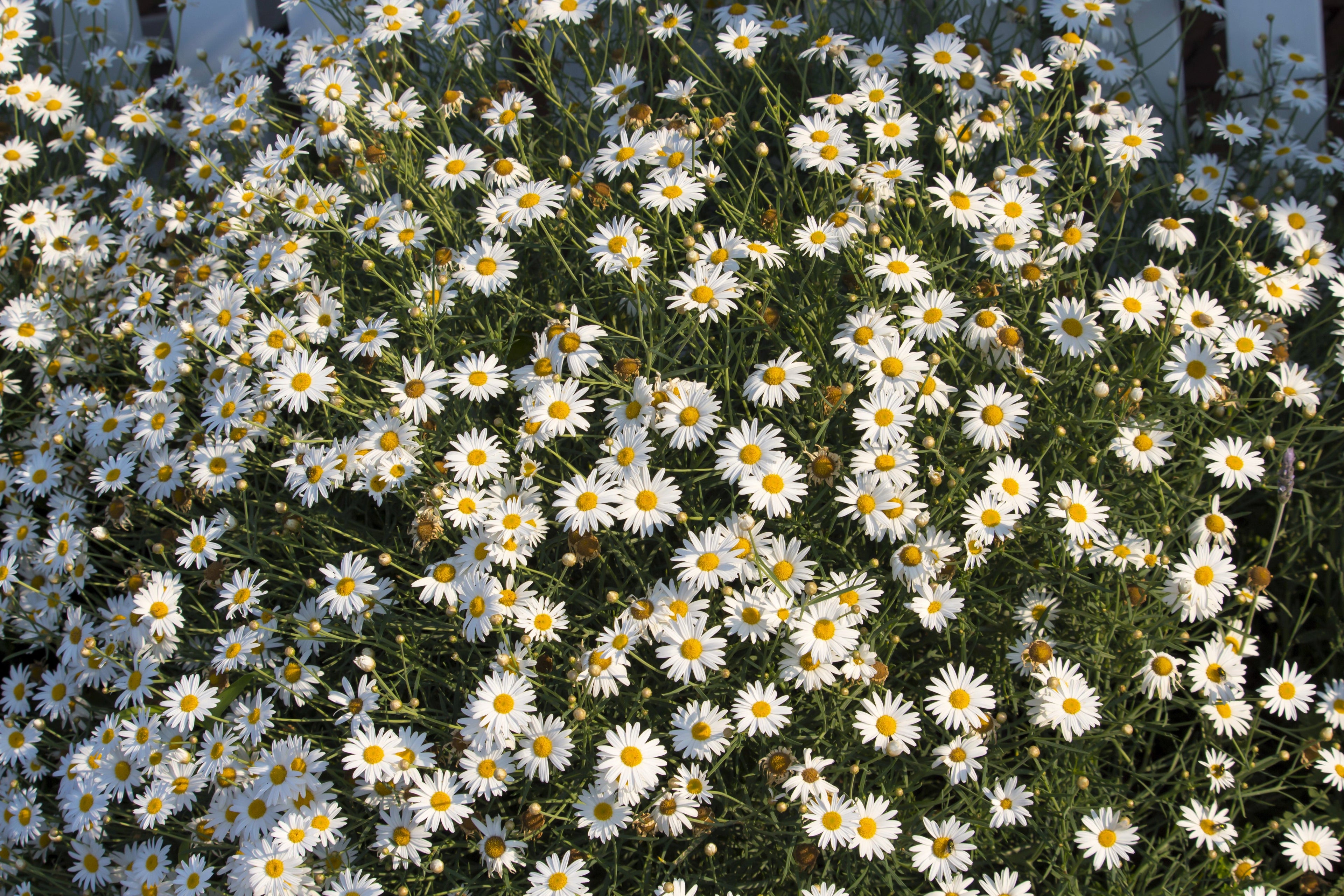 200 Mixed Colors SWAN RIVER DAISY Brachyscome Iberidifolia Flower Seeds