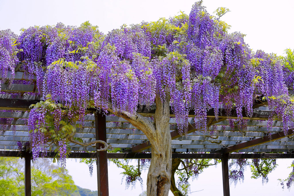 5 BLUE CHINESE WISTERIA Sinensis Ornamental Vine Climber Blue Violet Purple Flower Seeds