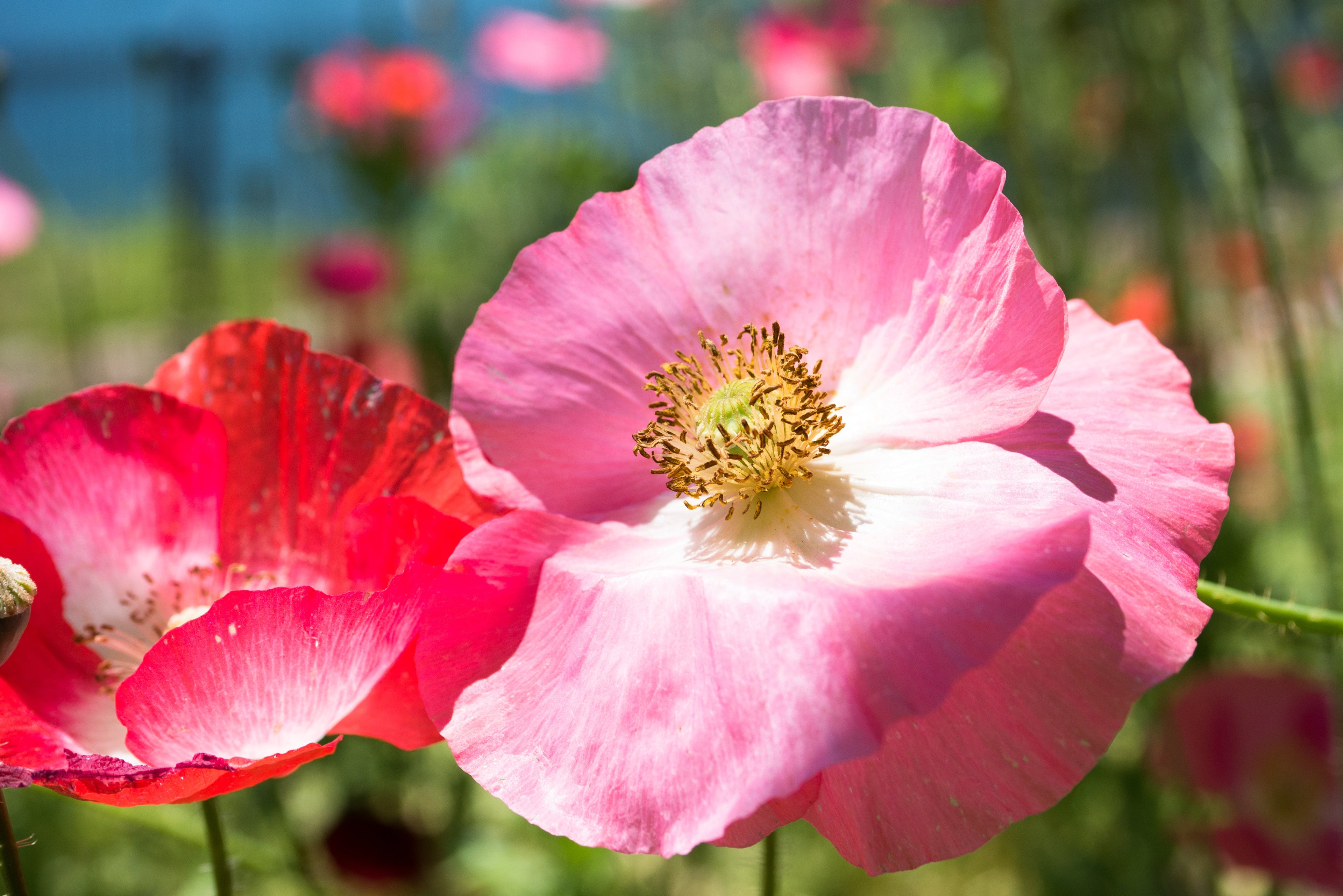 2000 MIXED Colors SHIRLEY POPPY ( aka Corn / Field / Flanders ) Papaver Rhoeas Flower Seeds