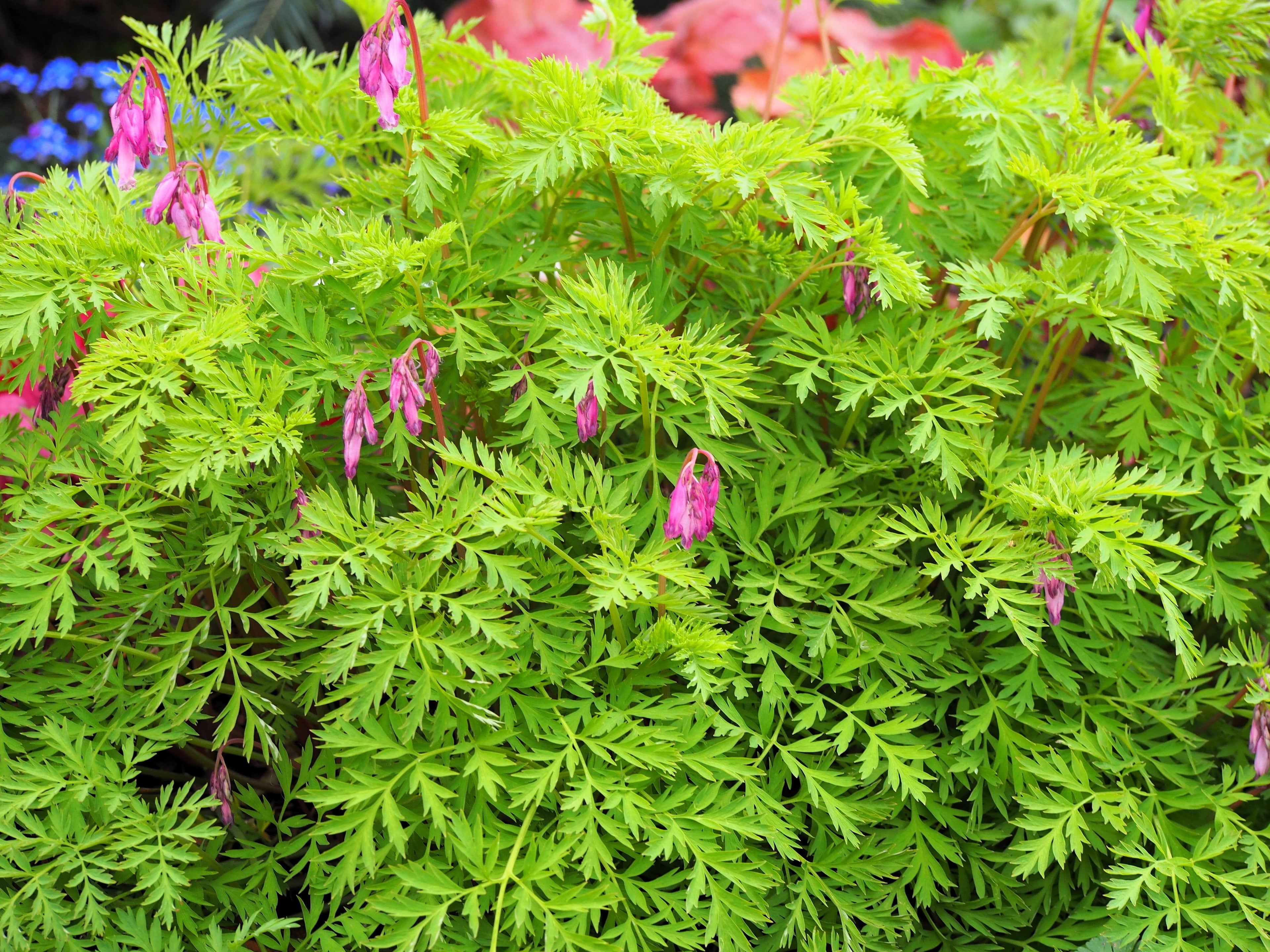 10 Pink FRINGED Fern Leaf BLEEDING HEART Dicentra Eximia Fernleaf Sun or Shade Flower Seeds