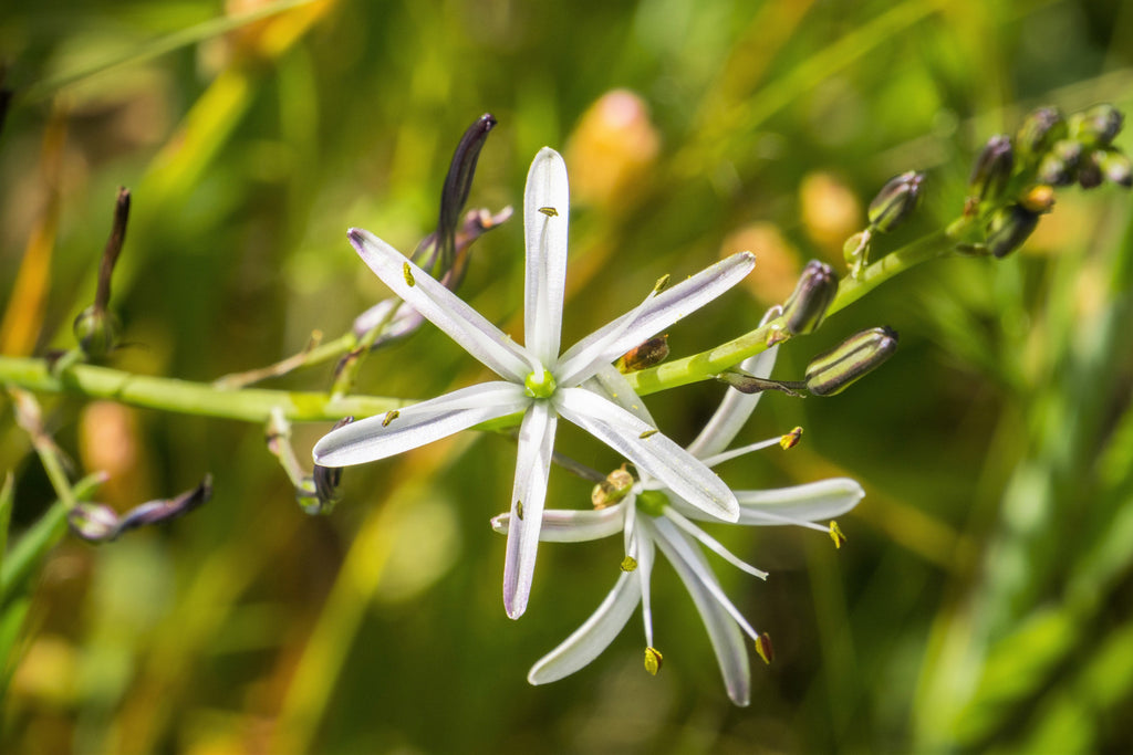 10 WAVY LEAFED SOAP PLANT California Soaproot Amole Lily Chlorogalum Pomeridianum Laothoe White Purple Striped Flower Native Herb Seeds