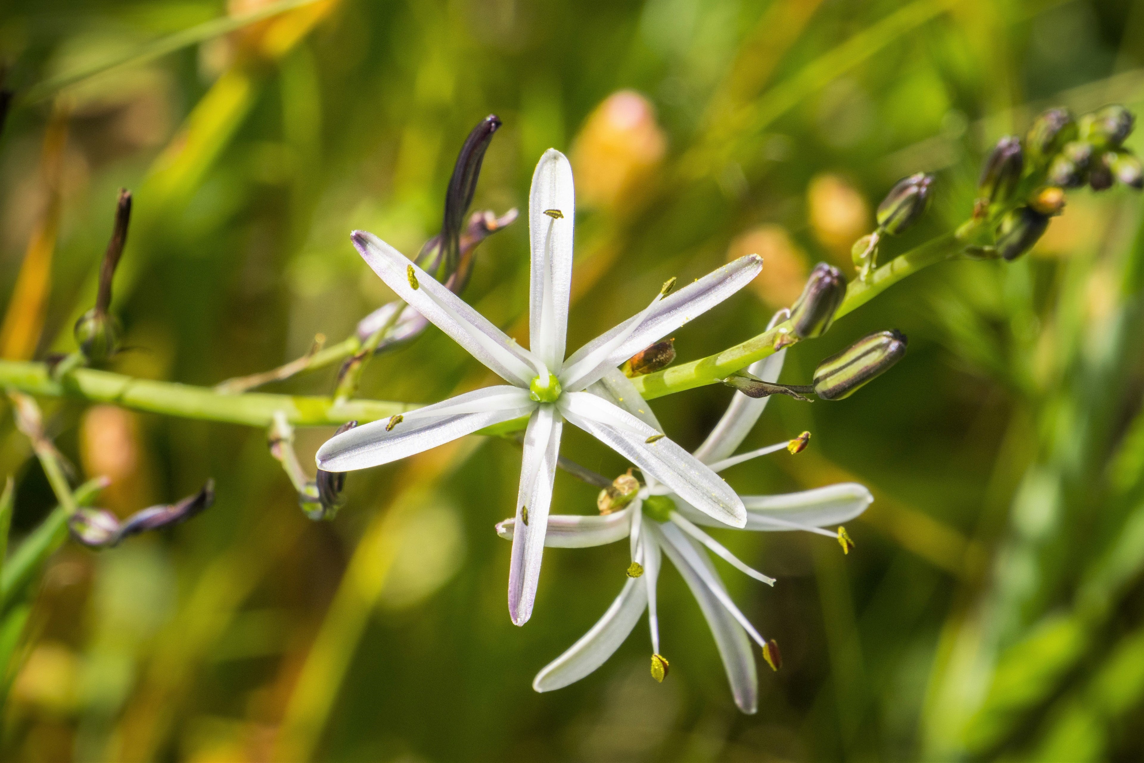 10 WAVY LEAFED SOAP PLANT California Soaproot Amole Lily Chlorogalum Pomeridianum Laothoe White Purple Striped Flower Native Herb Seeds