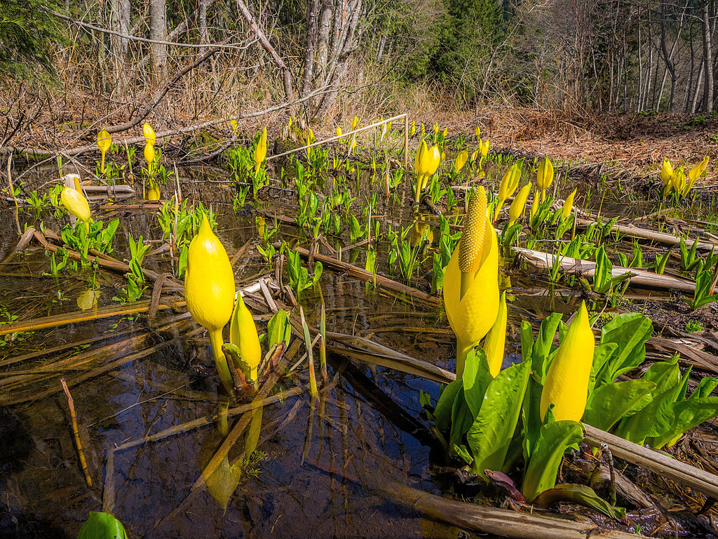10 Yellow SWAMP LANTERN Moist Lysichiton Americanus Skunk Cabbage Flower Seeds
