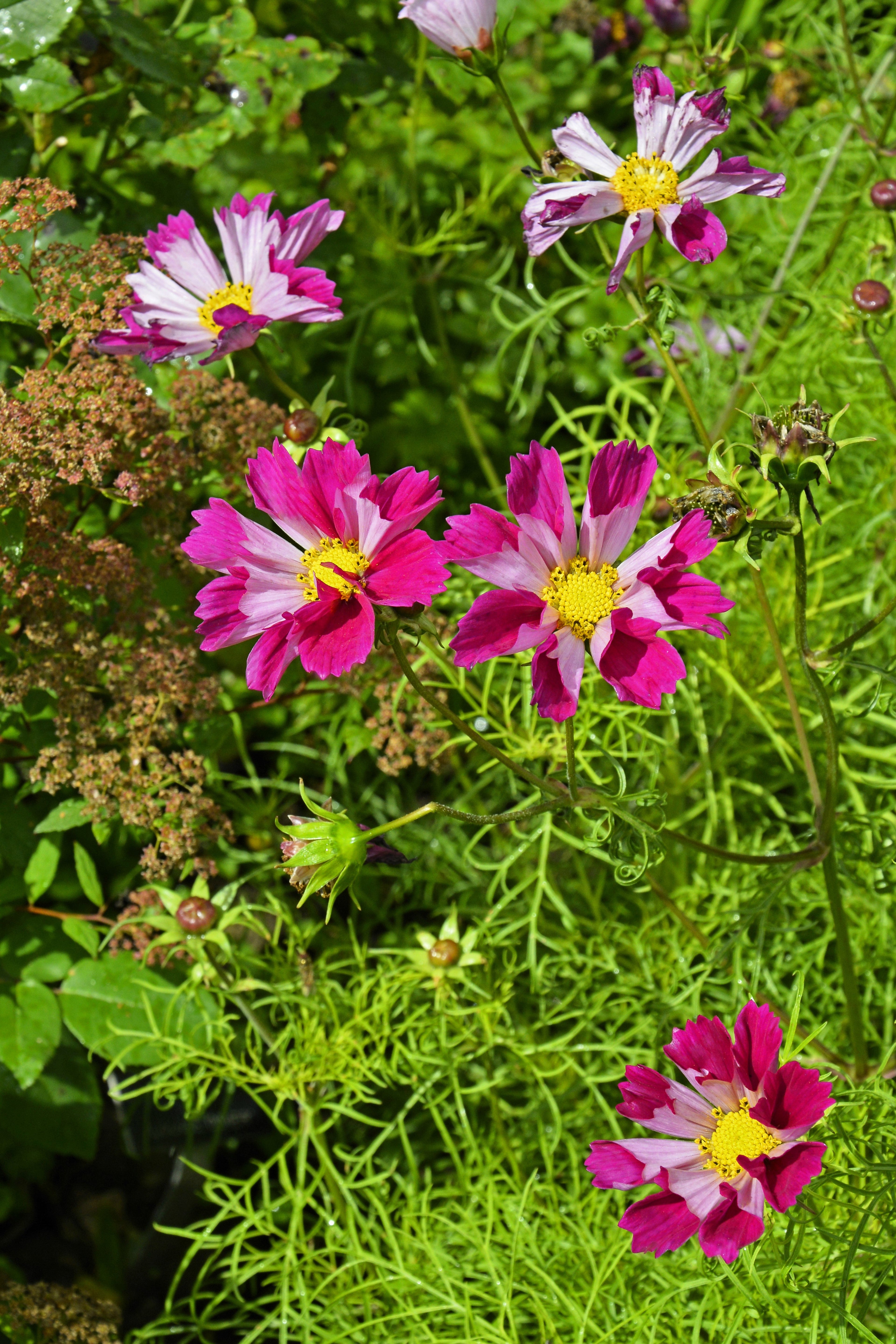200 COSMOS SEA SHELLS Cosmos Bipinnatus Seashells Flower Seeds