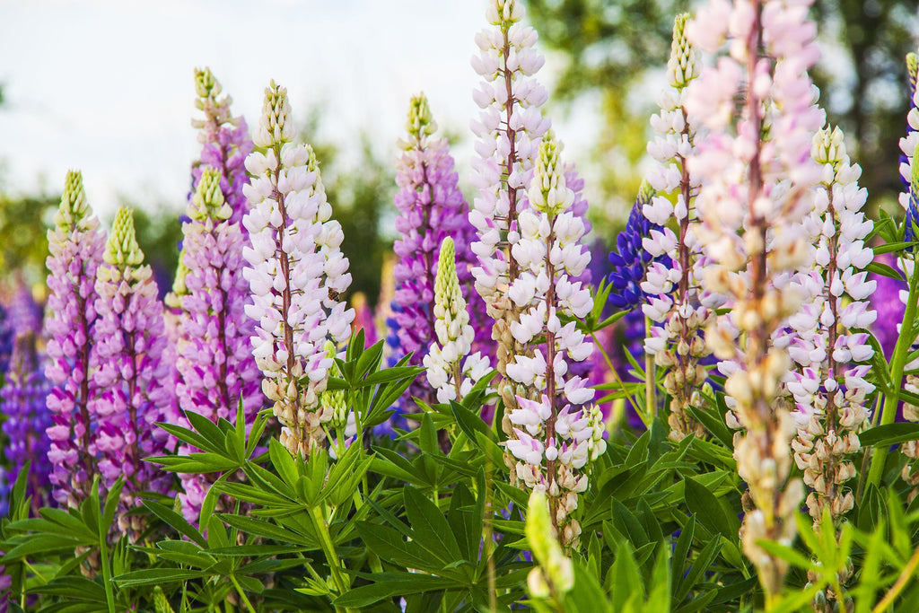 75 Mixed Colors RUSSELL LUPINE (Streamside, Bigleaf, Garden, or Washington Lupine) Lupinus Polyphyllus Flower Seeds