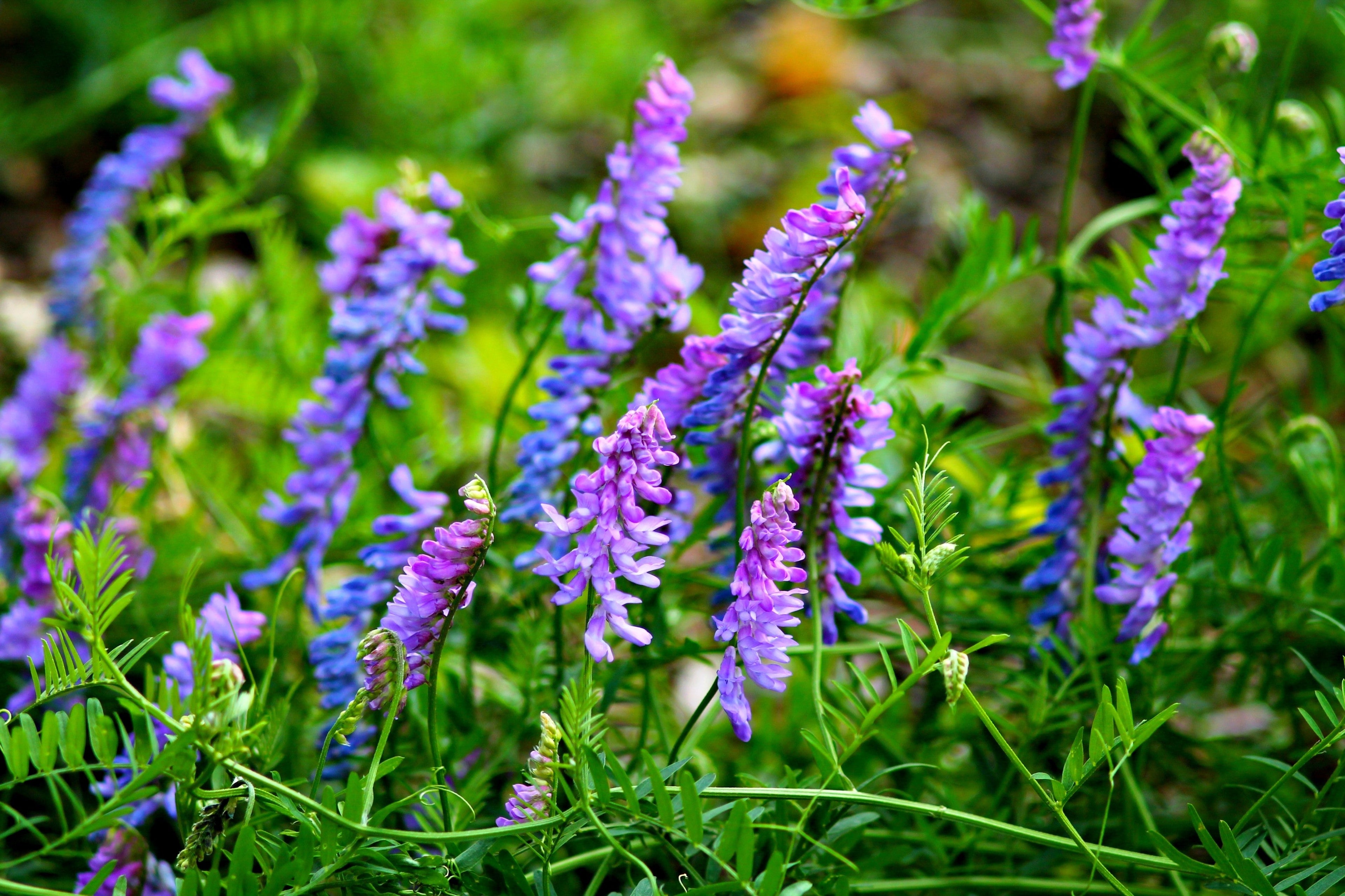 Vetch Bloom 100 HAIRY CROWN VETCH (Russian Vetch) Vicia Villosa Flower Vine Seeds ...