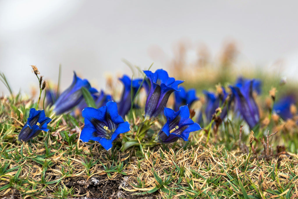 15 Blue STEMLESS GENTIAN Gentiana Acaulis Kochiana Flower Seeds