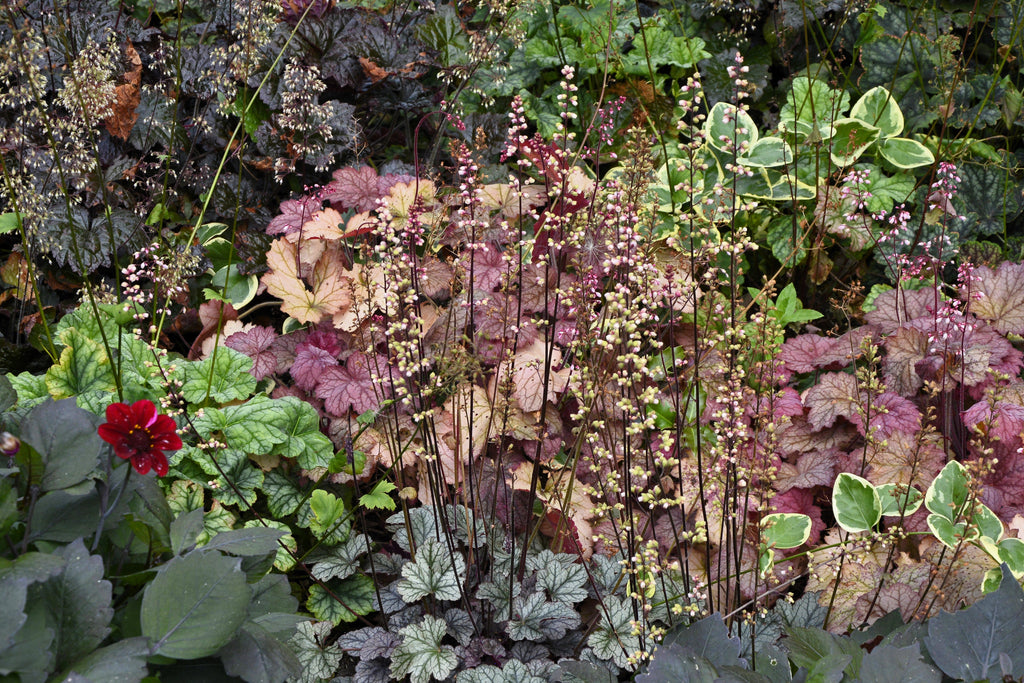 50 Palace Purple HEUCHERA / CORAL BELLS Micrantha Flower Seeds