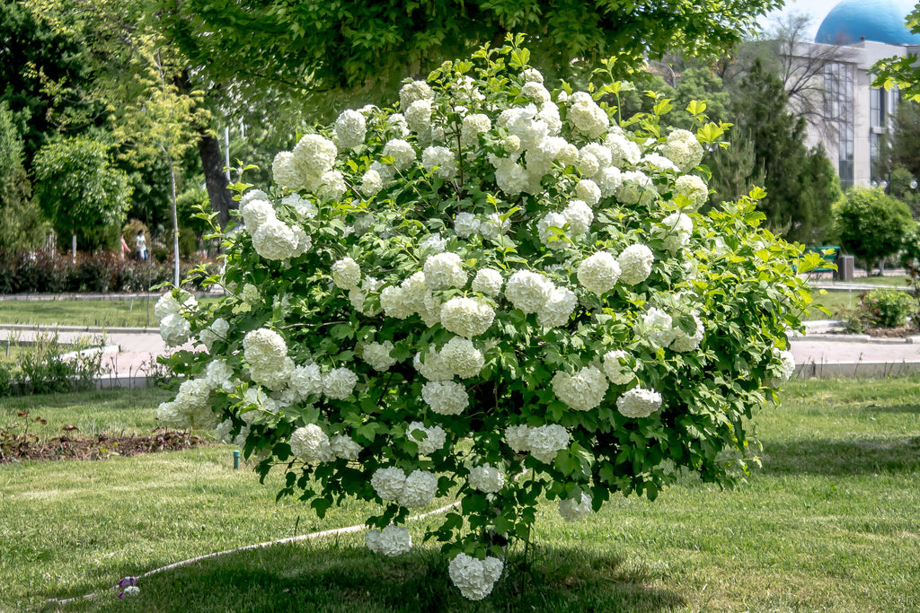 30 EUROPEAN CRANBERRY / SNOWBALL Tree Guelder Rose Viburnum Opulus Red Fruit White Flower Seeds