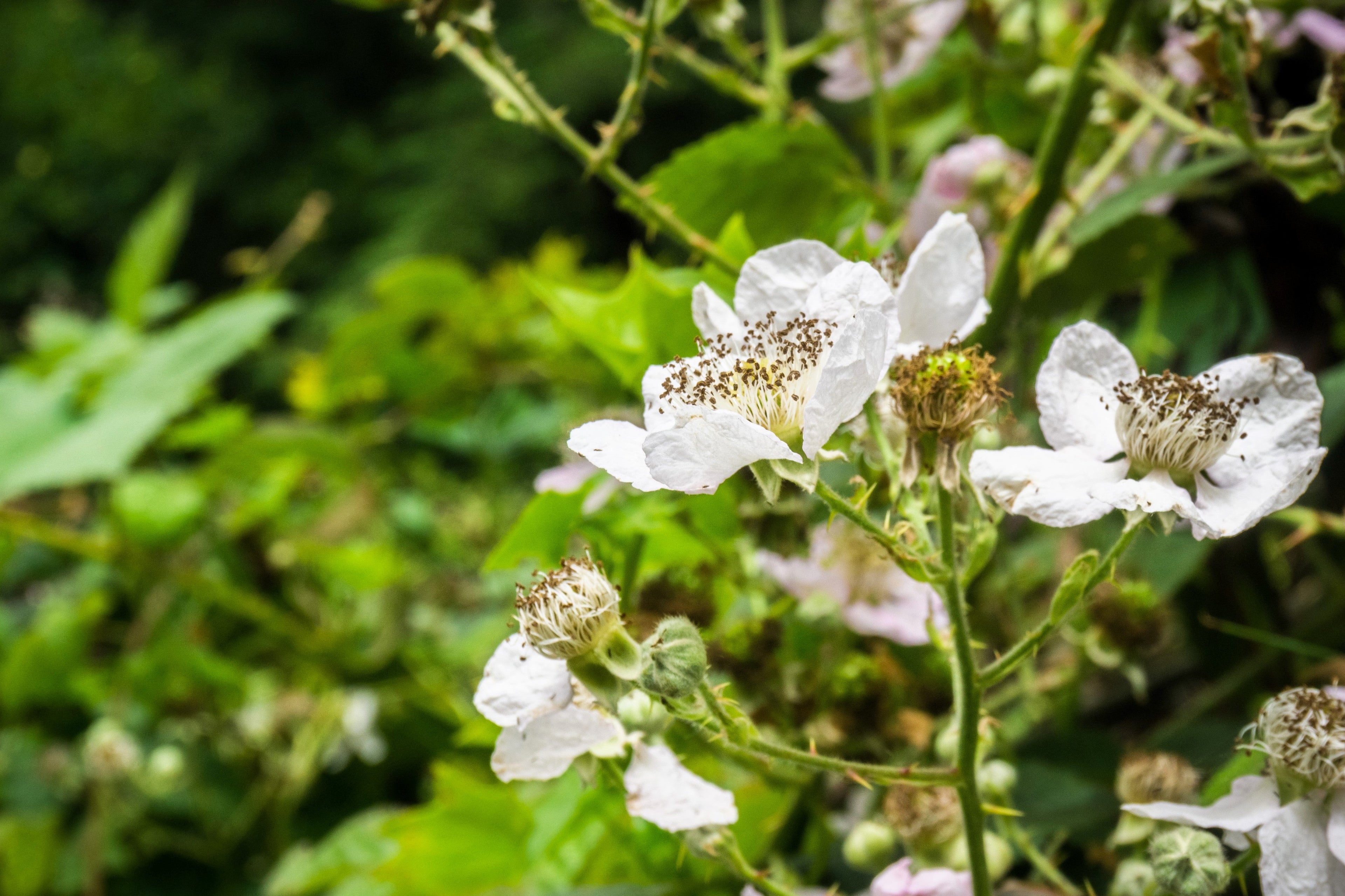 25 TRAILING BLACKBERRY Pacific Rubus Ursinus Vining Shrub Fruit Berry Seeds