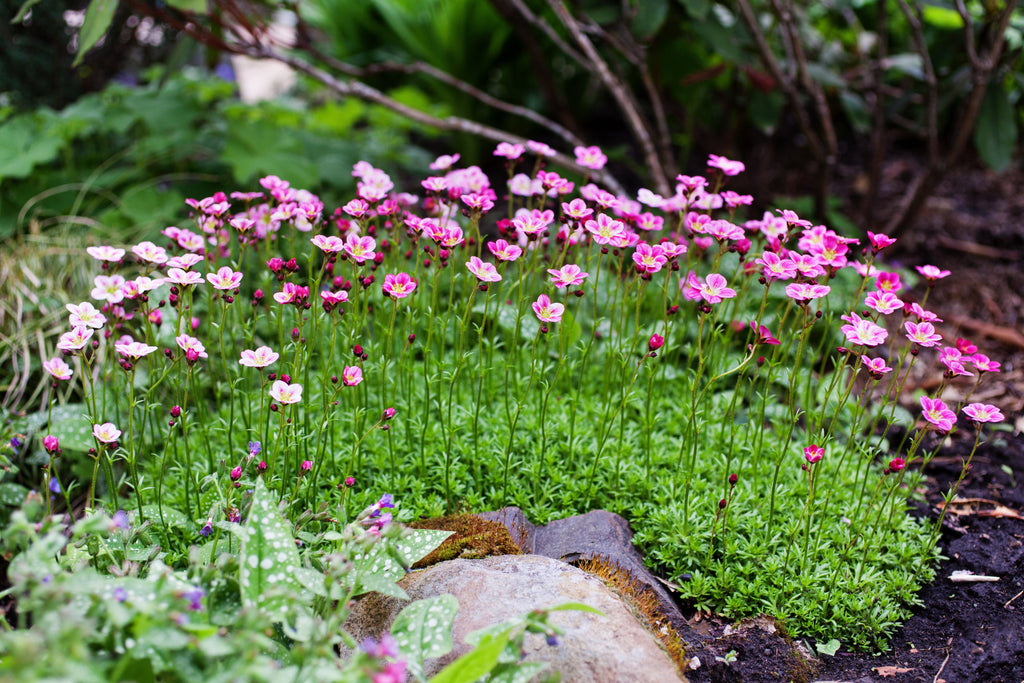 50 FLORAL CARPET SAXIFRAGA Arendsii Rose Pink Mossy Rockfoil Evergreen Flower Seeds