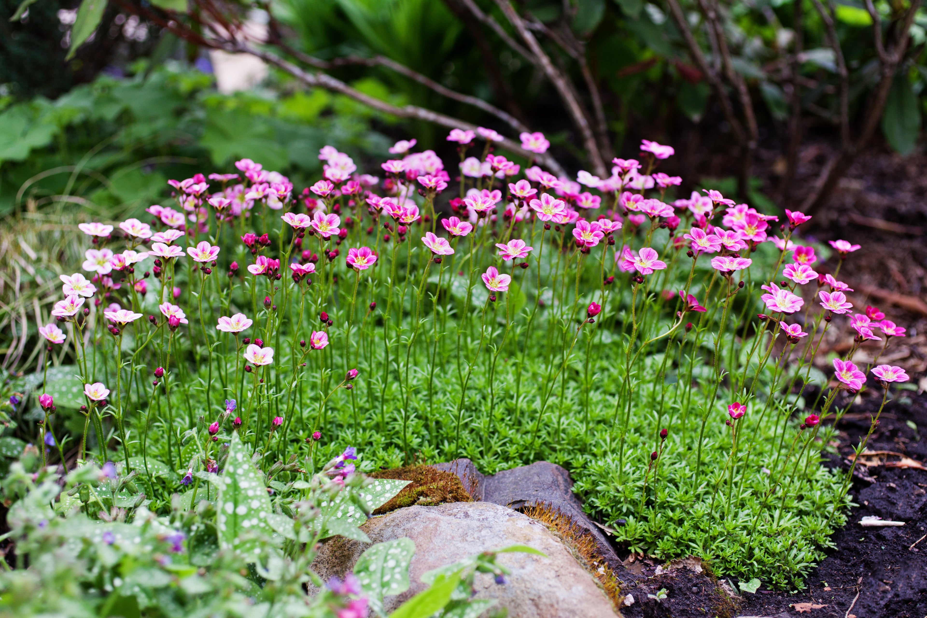50 FLORAL CARPET SAXIFRAGA Arendsii Rose Pink Mossy Rockfoil Evergreen Flower Seeds