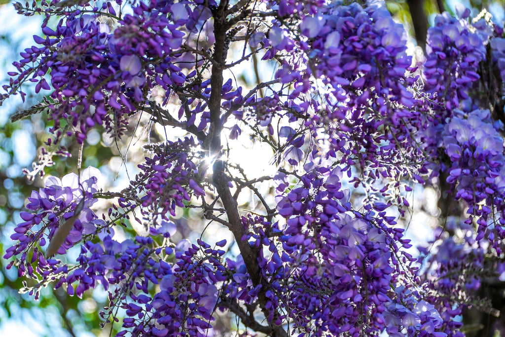 5 BLUE CHINESE WISTERIA Sinensis Ornamental Vine Climber Blue Violet Purple Flower Seeds
