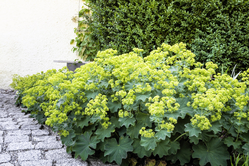 100 LADYS MANTLE Alchemilla Mollis Flower Seeds