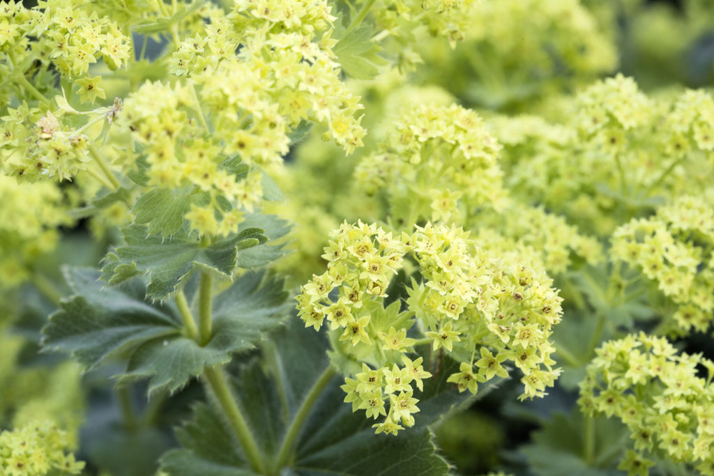 100 LADYS MANTLE Alchemilla Mollis Flower Seeds