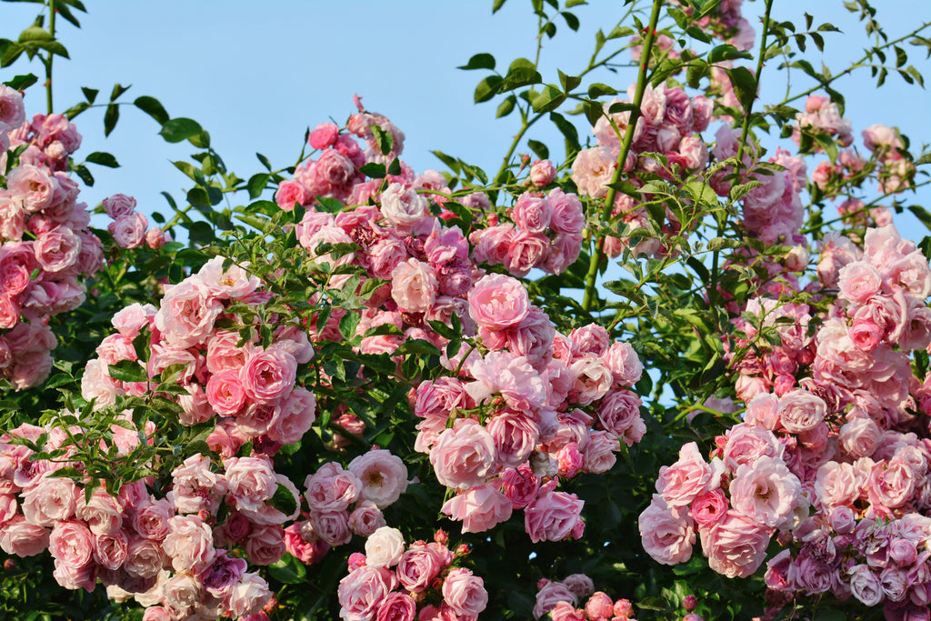 5 PINK CLIMBING ROSE Rosa Bush Vine Climber Fragrant Butterfly Flower Seeds