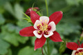 25 CRIMSON STAR COLUMBINE Red & White McKana's Giant Aquilegia Flower Seeds