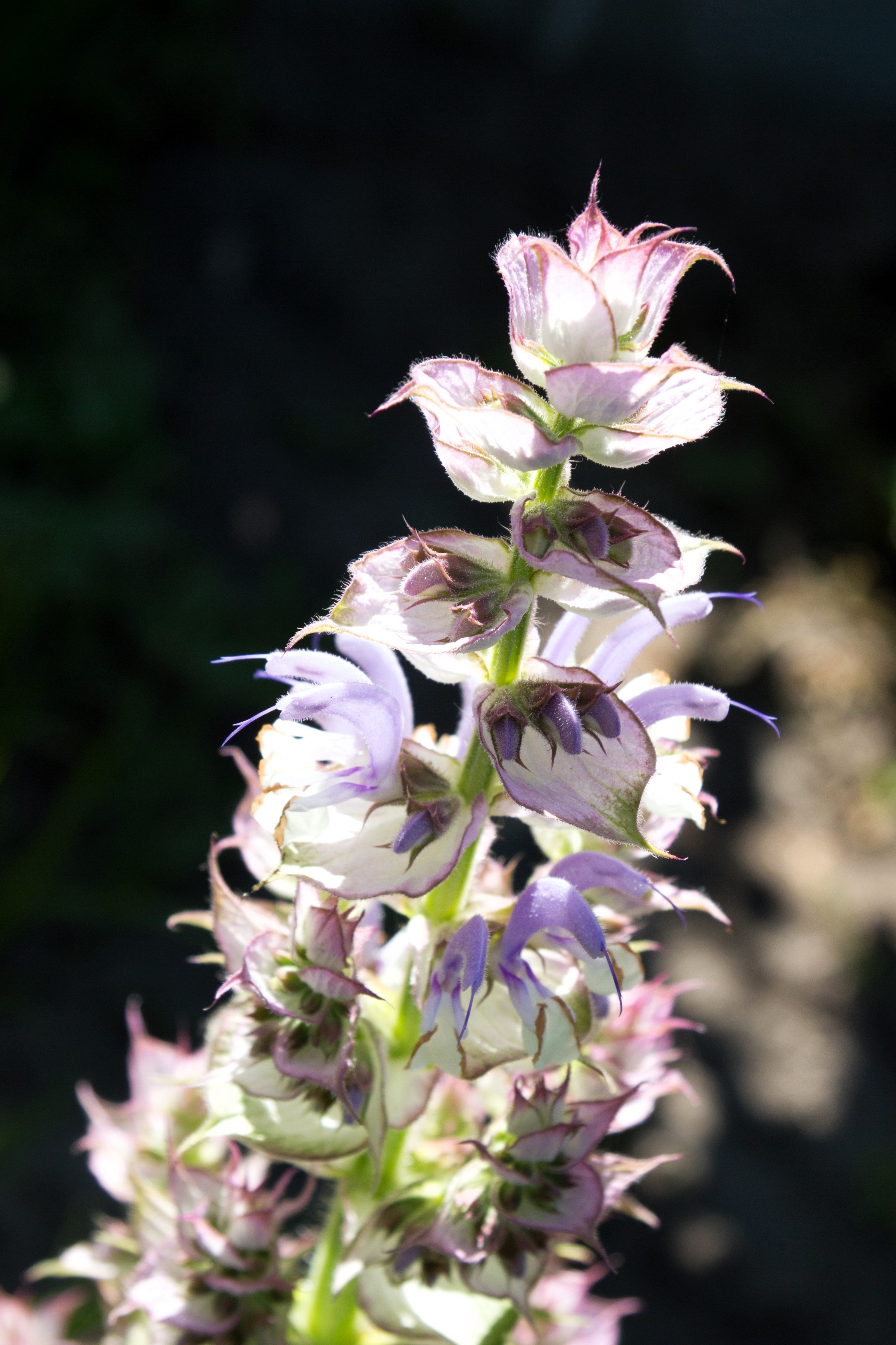 50 WHITE Swan CLARY SAGE Salvia Viridis Horminum Herb Flower Seeds