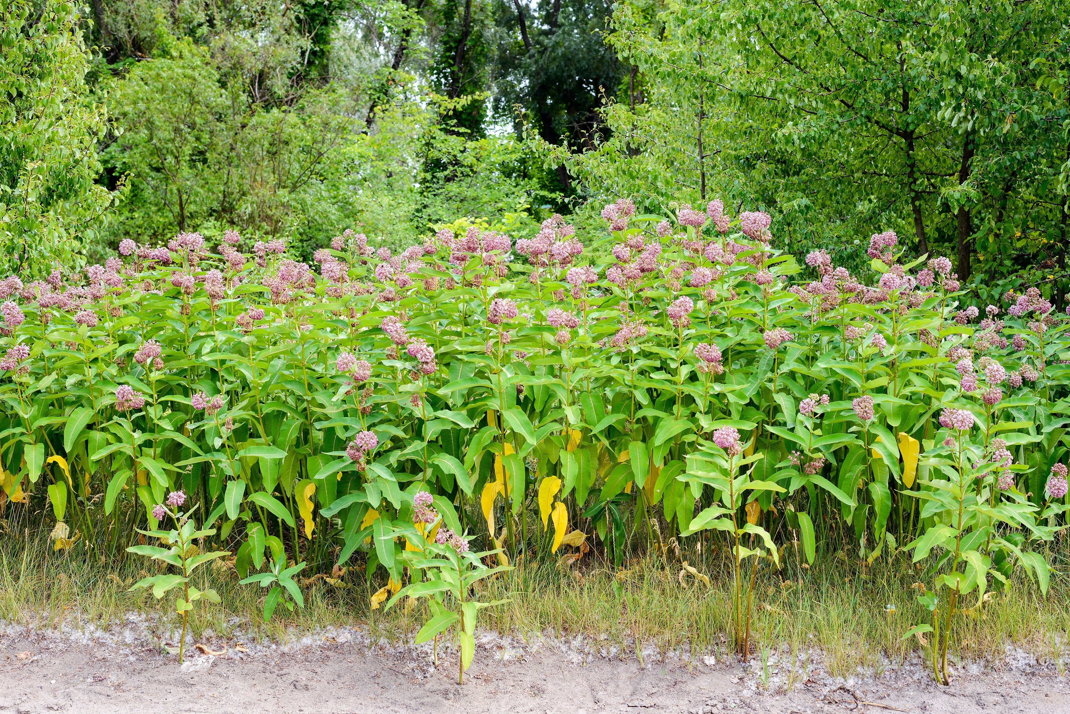 100 PINK MILKWEED Common Asclepias Syriaca Monarch Flower Seeds