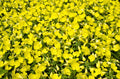 150 DWARF EVENING PRIMROSE ( Missouri Primrose / Ozark Sundrops ) Oenothera Macrocarpa syn. Missouriensis Native Yellow Flower Seeds