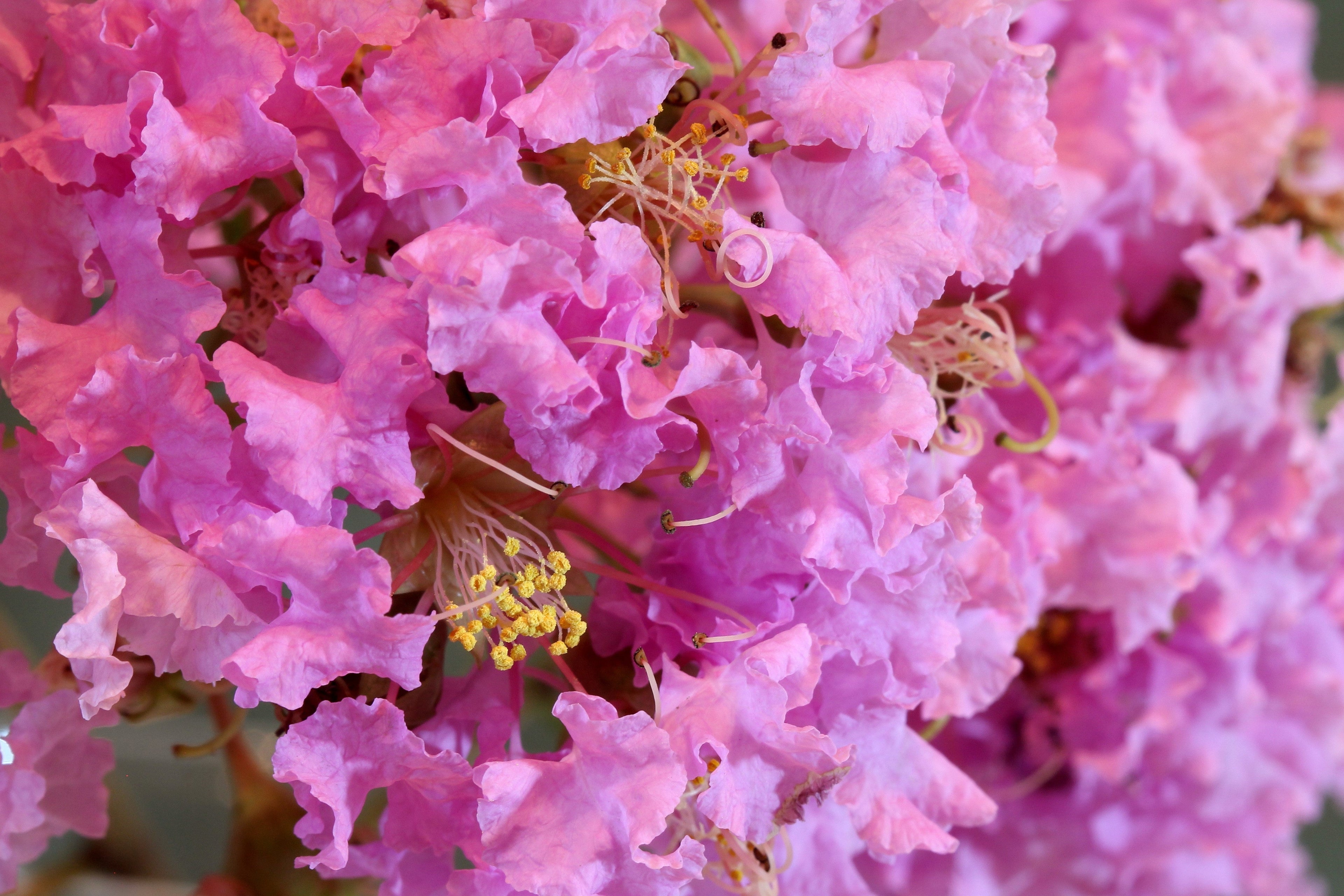 50 MIXED CREPE MYRTLE Lagerstroemia Indica Tree Shrub Crape  6 Color Mix - Red, Purple, Light Pink, Dark Pink, White, & Lilac Flower Seeds