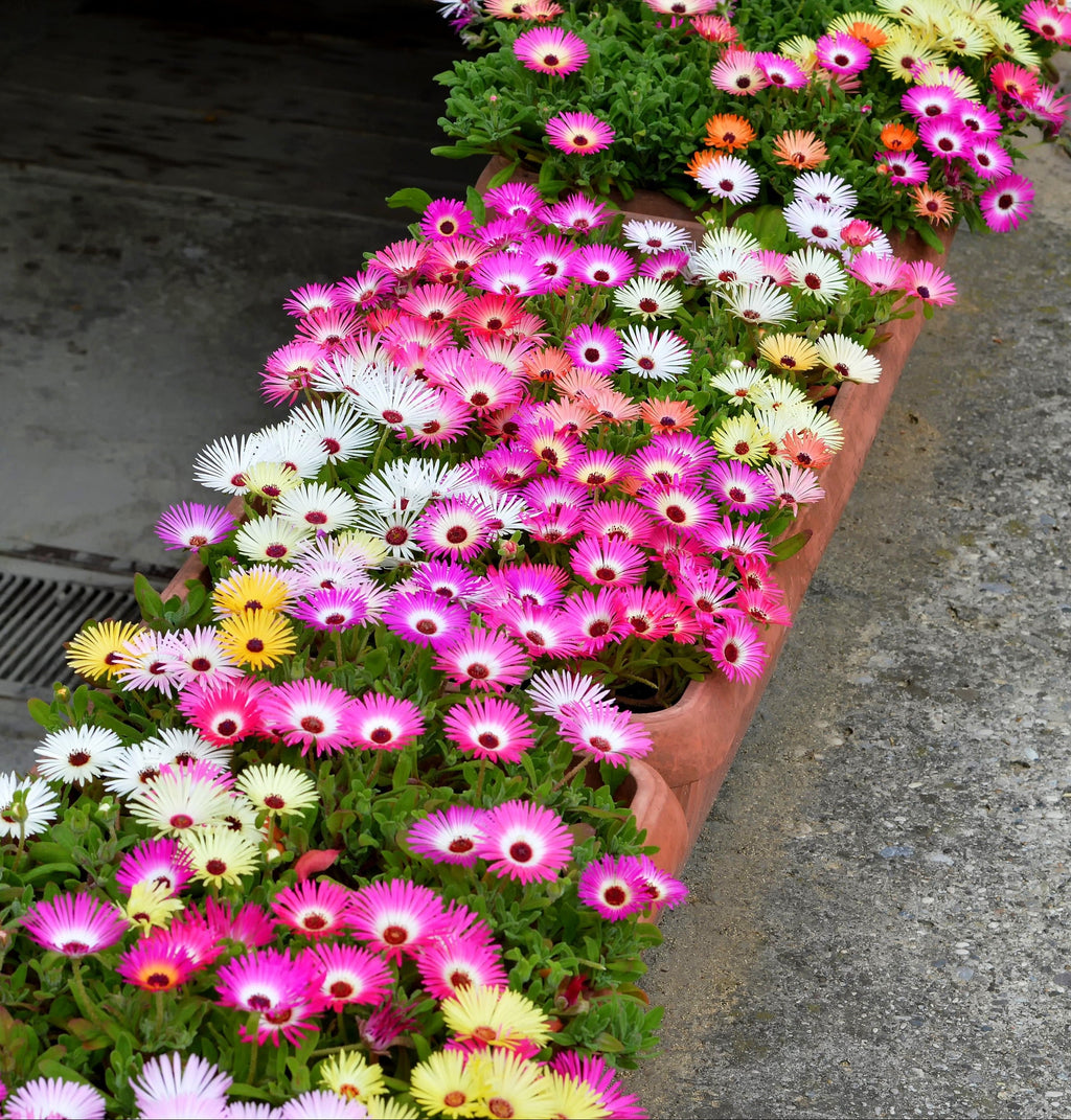 200 MIXED Colors ICE PLANT ( Mesembryanthemum Daisy / Livingstone Daisy ) Dorotheanthus Bellidiformis Flower Seeds