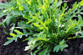 2000 ARUGULA Eruca Vesicaria Sativa Greens Vegetable Seeds