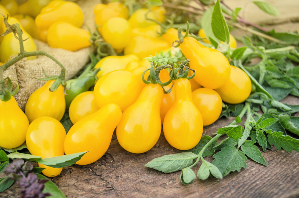 300 YELLOW PEAR TOMATO Lycopersicon Lycopersicum Fruit Vegetable Seeds