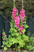 25 BRIGHT PINK HOLLYHOCK Alcea Rosea Perennial Flower Seeds