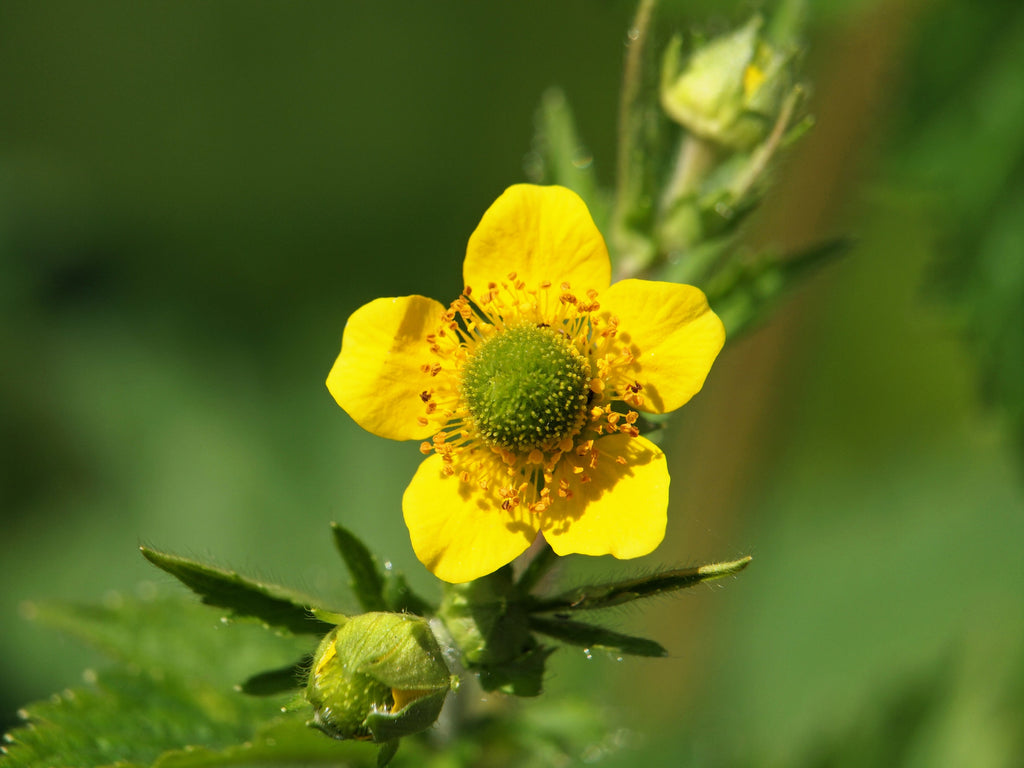 100 YELLOW AVENS Geum Aleppicum Moist Wetland Flower Seeds