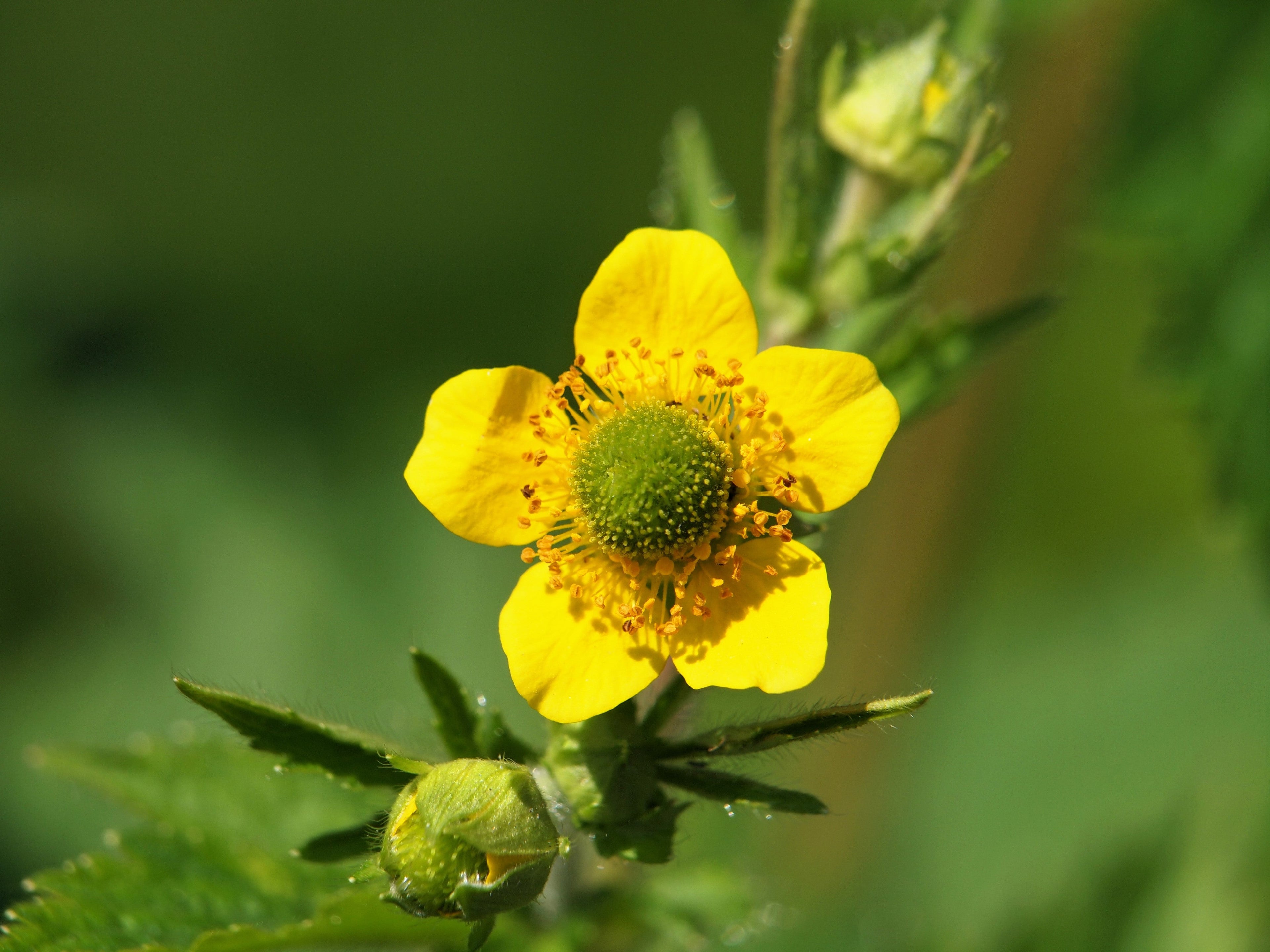 100 YELLOW AVENS Geum Aleppicum Moist Wetland Flower Seeds