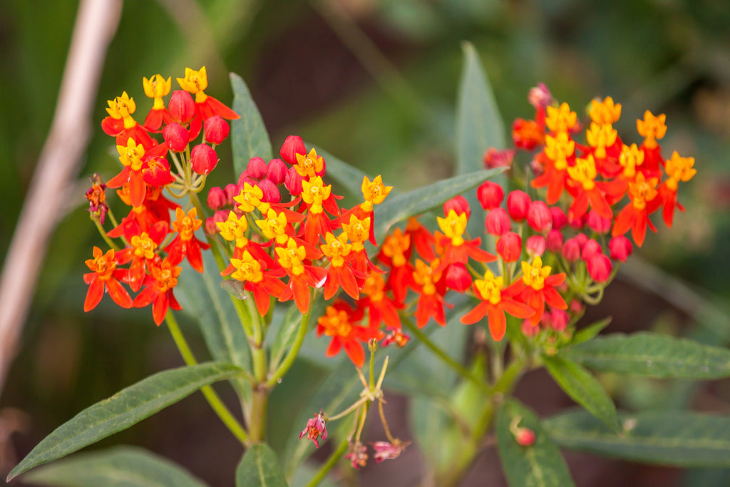 100 SUNSET MILKWEED Asclepias Curassavica Scarlet Blood Flower Red Orange Butterfly Weed Seeds
