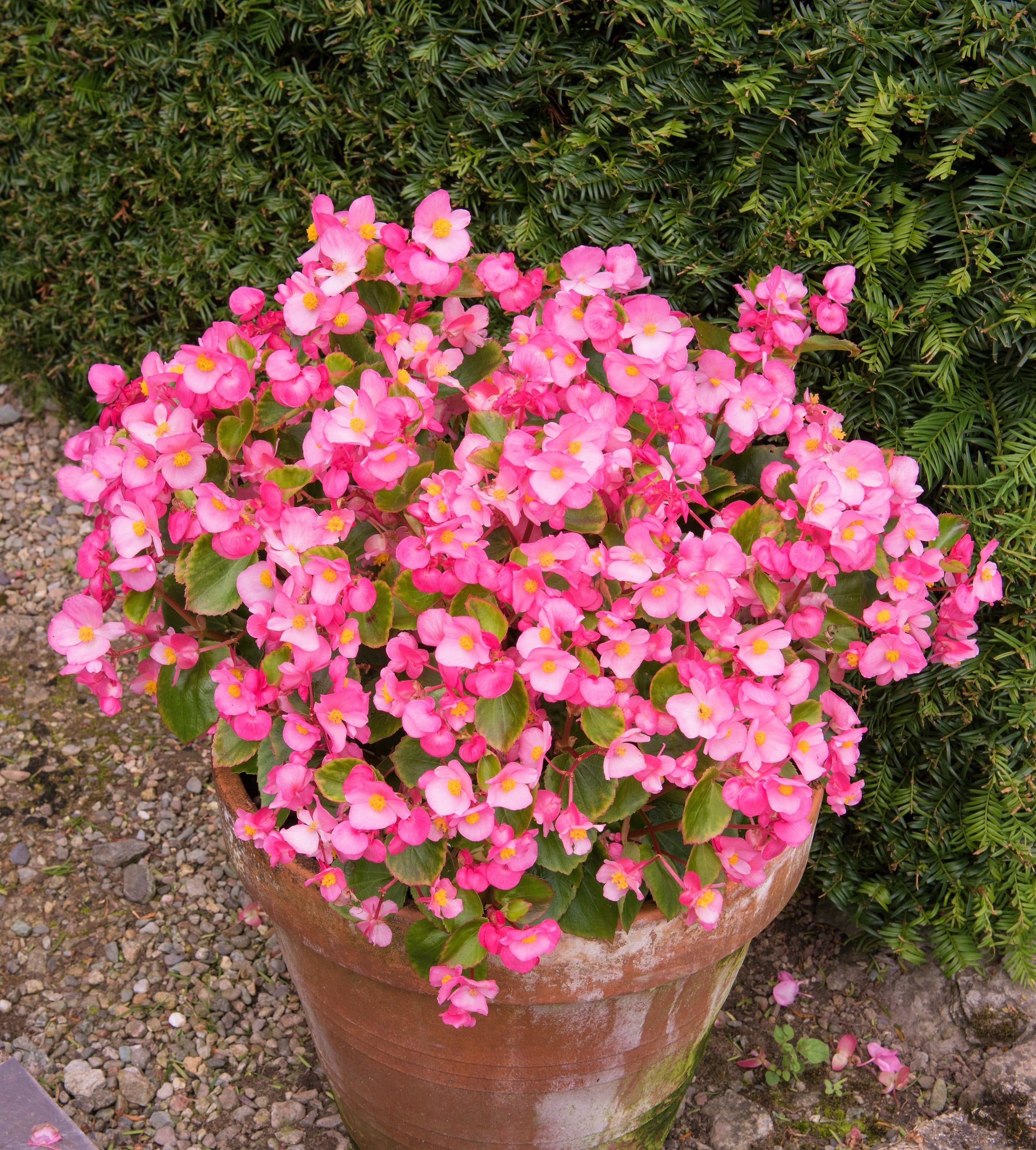 25 Rose PINK WAX BEGONIA Semperflorens Fibrous Shade Flower Seeds