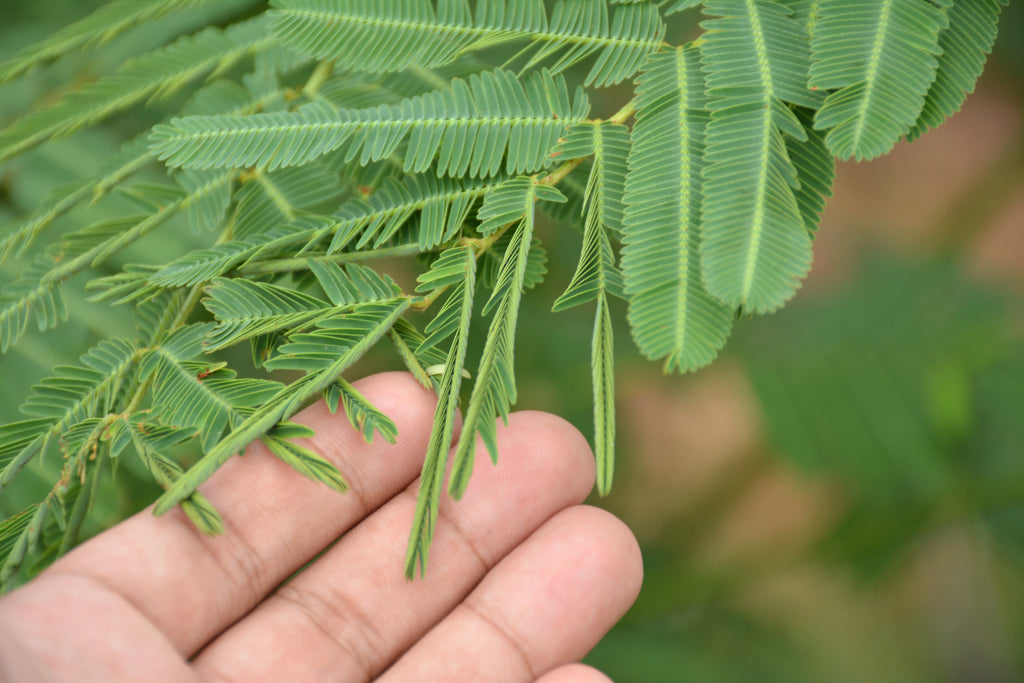 100 MIMOSA Pudica / SENSITIVE PLANT / Touch Me Not Flower Seeds