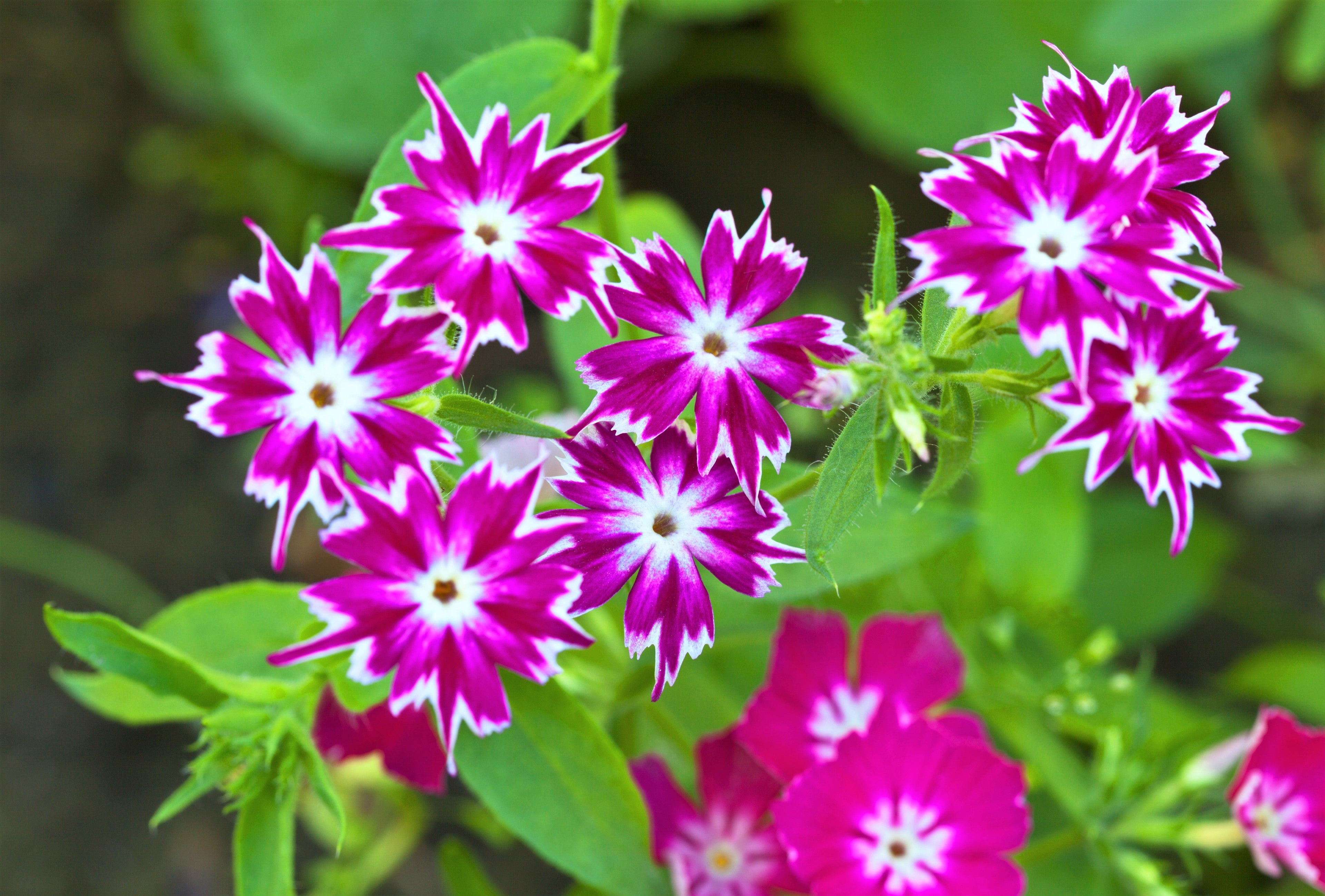 100 TWINKLE DWARF PHLOX Drummondii Cuspidata var. Stellaris Star Mix Two Tone Mixed Colors Pink Purple Red White Flower Seeds