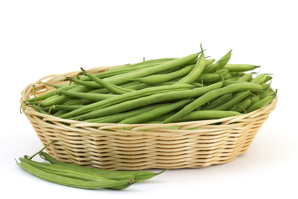 Netre Bhena 50 BURPEE STRINGLESS Green Pod BEAN French Phaseolus Vulgaris Vegetabl ...