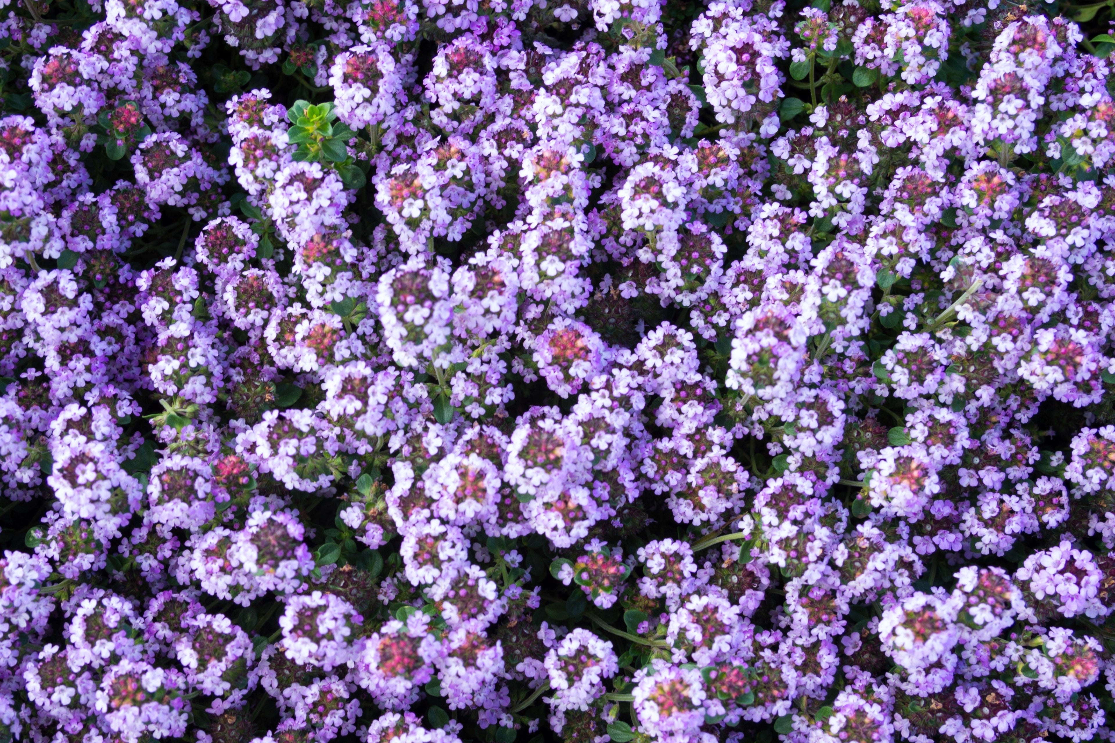 1000 Common GARDEN THYME English, German, French, or Winter Thymus Vulgaris Herb Flower Seeds