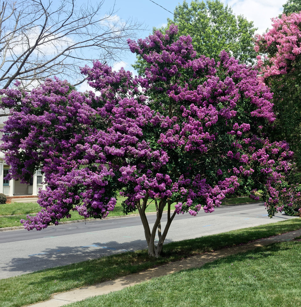 50 MIXED CREPE MYRTLE Lagerstroemia Indica Tree Shrub Crape  6 Color Mix - Red, Purple, Light Pink, Dark Pink, White, & Lilac Flower Seeds
