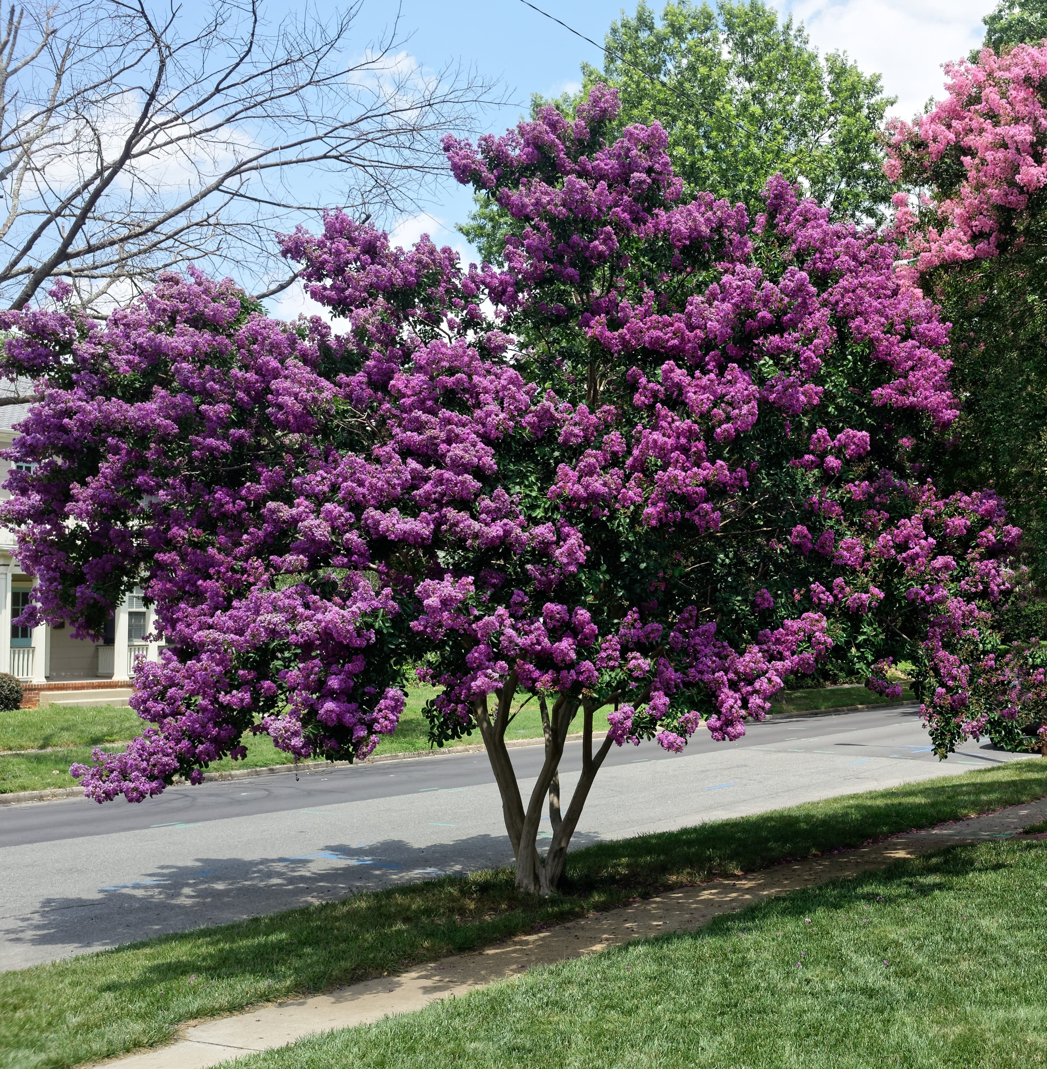 50 MIXED CREPE MYRTLE Lagerstroemia Indica Tree Shrub Crape  6 Color Mix - Red, Purple, Light Pink, Dark Pink, White, & Lilac Flower Seeds