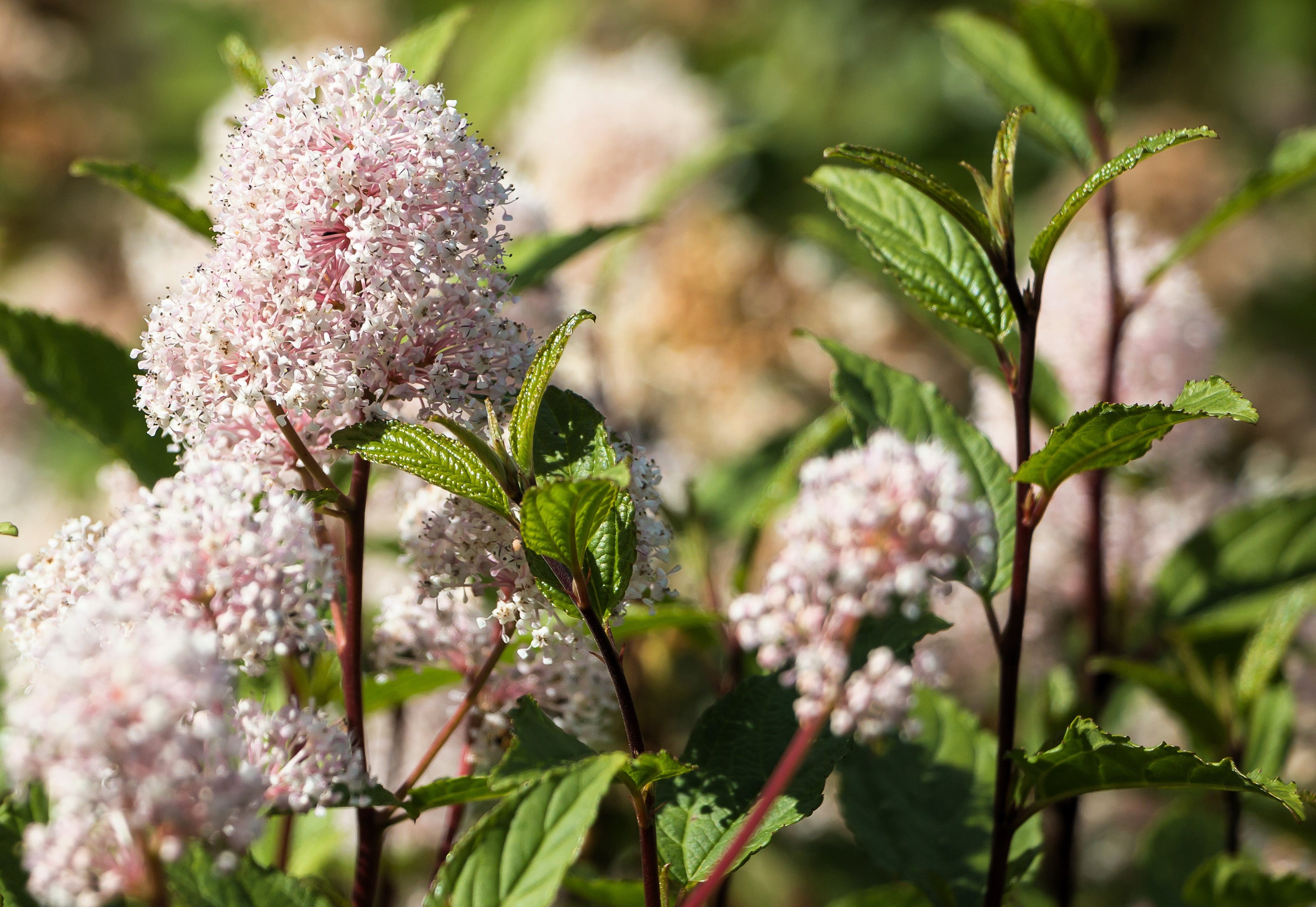 20 NEW JERSEY TEA Hummingbird Flower Ceanothus Americanus White Light Pink Shrub Seeds