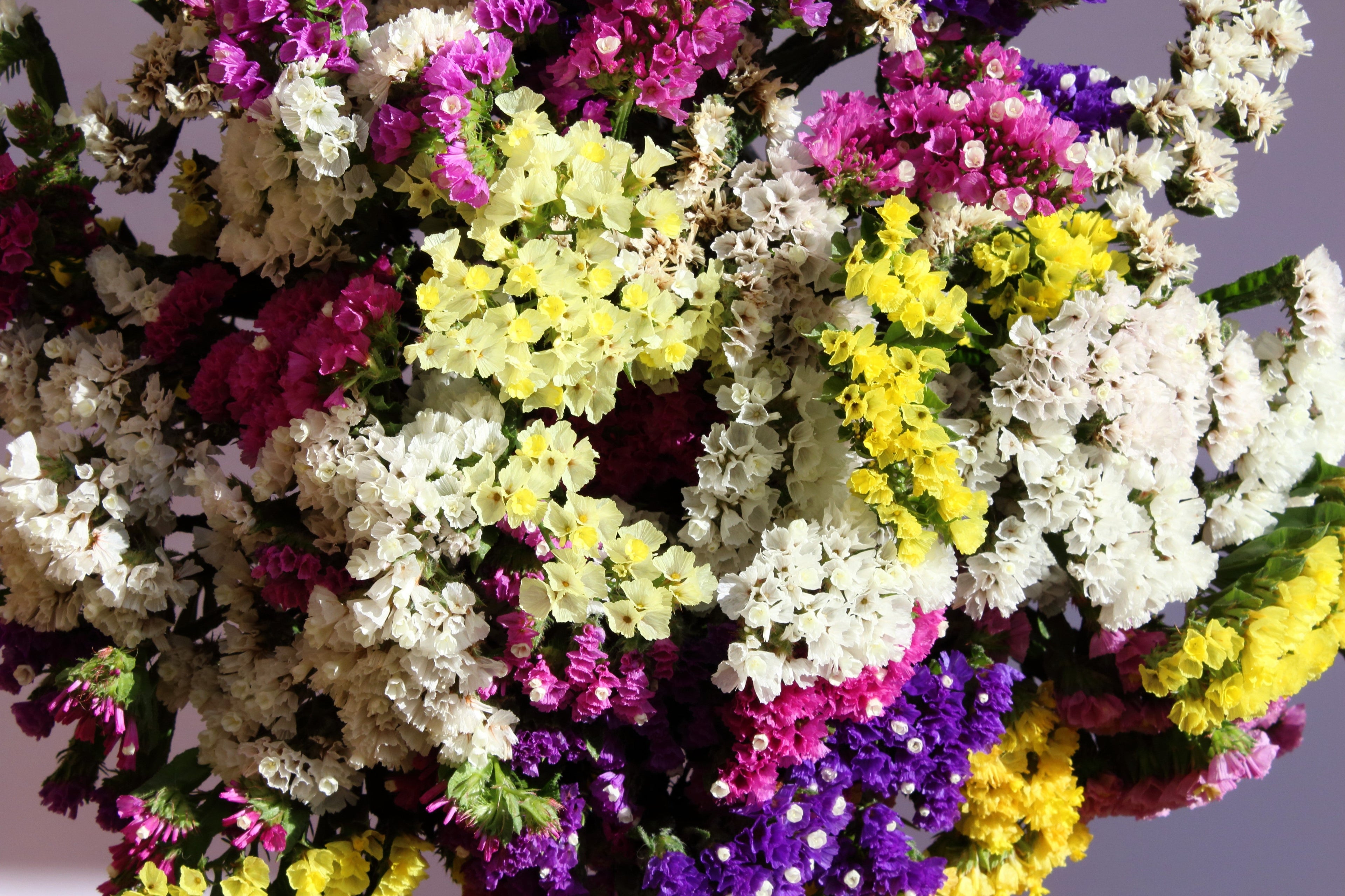 50 Pacific Mix STATICE (Sea Lavender) Mixed Colors  Limonium Sinuatum Flower Seeds