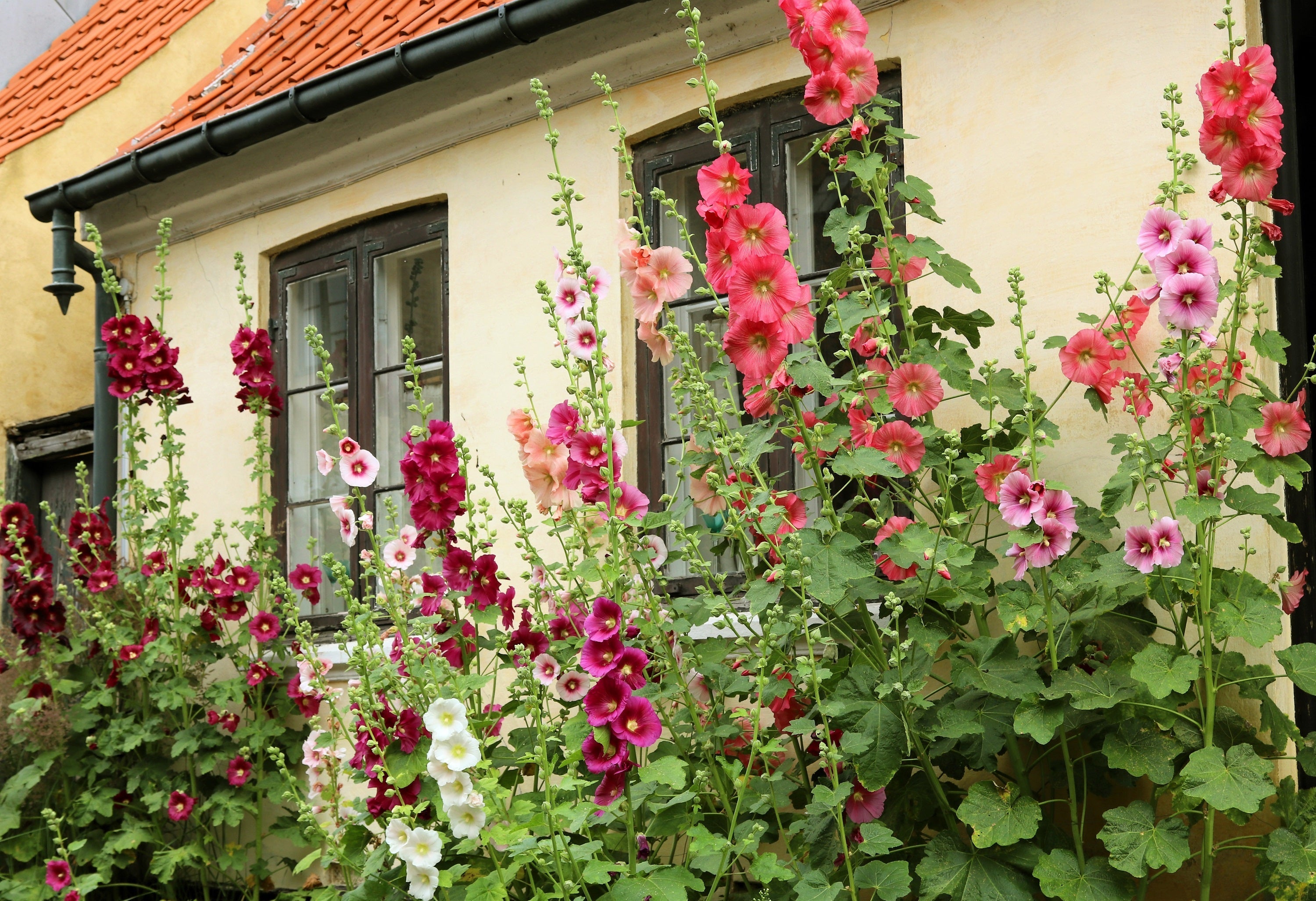 50 Mixed Colors HOLLYHOCK COUNTRY ROMANCE Mix Alcea Rosea Flower Seeds